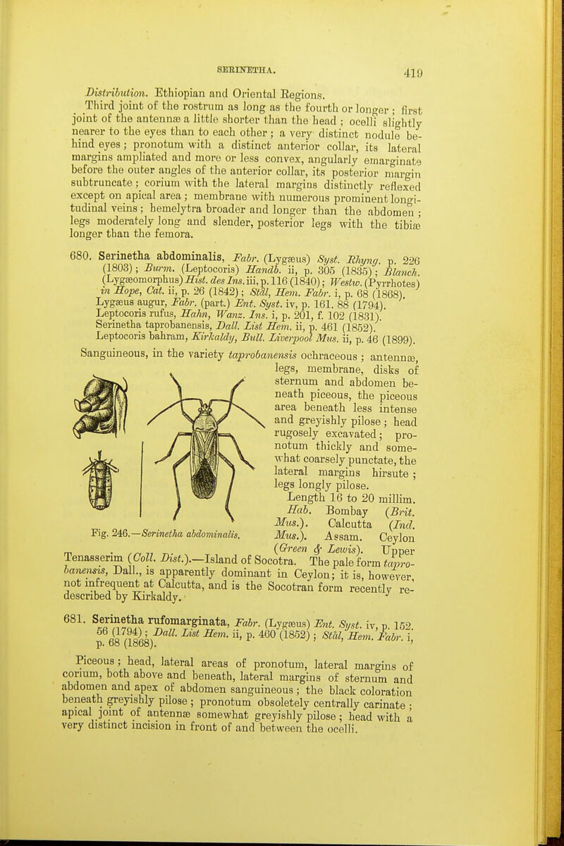 SBEIIOITHA. Bisirihution. Ethiopian and Oriental Eegions. Third joint o£ the rostrum as long as the fourth or longer ; first joint of the antenna a little shorter than the head ; ocelli slightly nearer to the eyes than to each other ; a very distinct nodule be- hind eyes; pronotum with a distinct anterior collar, its lateral margins ampliated and more or less convex, angularly emarginate before the outer angles of the anterior collar, its posterior ntargivi subtruncate corium with the lateral margins distinctly reflexed except on apical area ; membrane with numerous prominent longi- tudinal veins; hemelytra broader and longer than the abdomen ; legs moderately long and slender, posterior legs with the tibial longer than the femora. 680. Serinetha ahdominalis, Fabr. (Lygteus) Syst. Bhyng p 296 (1803); Bm-m. (Leptocoris) Handh. ii, p. 305 (1835): Blanch. (Lygaeomorphus) Sut. des Ins. iii, p. 116 (1840); Westw. (Pyrrhotes) in Hope, Cat. ii, p. 26 (1842); Stdl, Hem. Fabr. i, p. 68 (1868) Lygaeus augur, Fabr. (part.) Ent. Syst. iv, p. 161. 88 (1794). Leptocoris rufiis, Hahn, Wanz. Ins. i, p. 201, f. 102 (1831) Serinetha taprobanensis, Dull. List Hem. ii, p. 461 (1852). Leptocoris bahram, Kirkaldy, Bull. Liverpool Mus. ii, p. 46 (1899). Sanguineous, in the variety taprobanemis ochraceous ; antennaj, legs, membrane, disks of sternum and abdomen be- neath piceous, the piceous area beneath less intense and greyishly pilose ; head rugosely excavated; pro- notum thickly and some- what coarsely punctate, the lateral margins hirsute ; legs longly pilose. Length 16 to 20 millim. Hah. Bombay {Brit. Mus.). Calcutta {Ind. Mus.). Assam. Ceylon (G-reen ^ Lewis), UnDer Tenasserim (Coll. Bist.).-Mand of Socotra. The pale form tcZo- banensis, DalL, is apparently dominant in Ceylon; it is, however not infrequent at Calcutta, and is the Socotran form recently re- described by Earkaldy. 681. Serinetha rufomargmata, Fabr. (Lygseus) Fnt. Syst. iv, p. 152. p 68 (186^) ' ^^^^^^ ' ^em. Iabr. i, Piceous; head, lateral areas of pronotum, lateral margms of cormm, both above and beneath, lateral margins of sternum and abdomen and apex of abdomen sanguineous ; the black coloration beneath greyishly pilose ; pronotum obsoletely centrally carinate • apical ]omt of antennaa somewhat greyishly pilose; head with a very distinct incision in front of and between the ocelli. Pig. 24:Q.—Serinetha abdominalis.