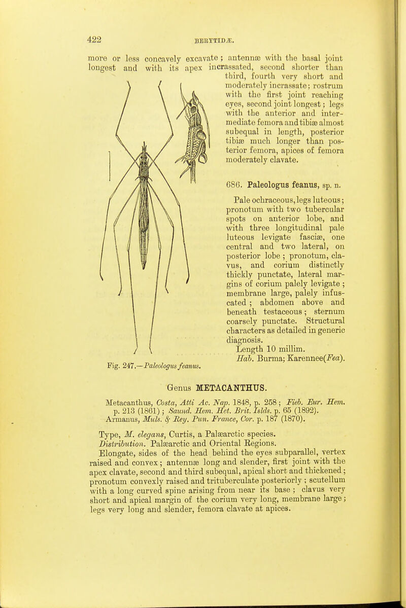 more or less concavely excavate; antennoe with the basal joint longest and with its apex incrassated, second shorter than third, fourth very short and moderately incrassate; rostrum with the first joint reaching eyes, second joint longest; legs with the anterior and inter- mediate femora and tibiae almost subequal in length, posterior tibiae much longer than pos- terior femora, apices of femora moderately clavate. 686. Paleologus feanus, sp. n. Pale ochraceous, legs luteous; pronotum with two tubercular spots on anterior lobe, and with three longitudinal pale luteous levigate fasciae, one central and two lateral, on posterior lobe ; pronotum, cla- vus, and corium distinctly thickly punctate, lateral mar- gins of corium palely levigate ; membrane large, palely infus- cated ; abdomen above and beneath testaceous; sternum coarsely punctate. Structural characters as detailed in generic diagnosis. Length 10 millim. Hal. Burma; KarenneeC-Fea). Fig. 2i7.—Faleoloffus/eanm. Genus METACANTHUS. Metacanthus, Costa, Atti Ac. Nap. 1848, p. 258; Fieb. Mir. Hem. p. 213 (1861) ; Saund. Hem. Het. Brit. Islds. p. 65 (1892). Armanus, Muls. 8f Bey. Pun. France, Cor. p. 187 (1870). Type, M. elegans, Curtis, a Palaearctic species. Distribution. Palaearctic and Oriental Eegions. Elongate, sides of the head behind the eyes subparallel, vertex raised and convex; antennae long and slender, first joint with the apex clavate, second and third subequal, apical short and thickened; pronotum convexly raised and trituberculate posteriorly ; scutellum with a long curved spine arising from near its base ; clavus very short and apical margin of the corium very long, membrane large; legs very long and slender, femora clavate at apices.