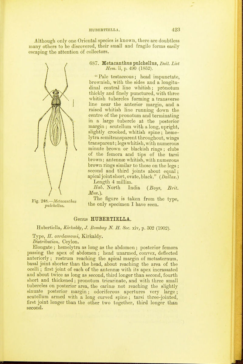 Although only one Oriental species is known, there are doubtless many others to be discovered, their small and fragile forms easily escaping the attention of collectors. 687. Metacanthus pulchellus, Dull. List Hem. ii, p. 490 (1852). Pale testaceous; head impunctate, brownish, with the sides and a longitu- dinal central line whitish; prftnotum thickly and finely punctured, with three whitish tubercles forming a transverse line near the anterior margin, and a raised whitish line running down the centre of the pronotum and terminating in a large tubercle at the posterior margin; scutellum ^vith a long, upright, slightly crooked, whitish spine; heme- lytra semitransparent throughout, wings transparent; legs whitish, with numei'ous minute brown or blackish rings ; clubs of the femora and tips of the tarsi brown; antennae whitish, with numerous brown rings similar to those on the legs ; second and third joints about equal; apical joint short, ovate, black. {Dallas.) Length 4 millim. Hah. North India {Boys, Brit. Mus.). The figure is taken from the type, the only specimen I have seen. Genus HUBERTIELLA. Hubertiella, Kirkaldy, J. Bombay N. H. Soc. xiv, p. 302 (1902). Type, -ff. cardamomi, Kirkaldy. Distribution. Ceylon. Elongate ; hemelytra as long as the abdomen; posterior femora passing the apex of abdomen; head unarmed, convex, deflected anteriorly ; rostrum reaching the apical margin of metasternum, basal joint shorter than the head, about reaching the area of the ocelli; first joint of each of the antennas with its apex incrassated and about twice as long as second, third longer than second, fourth short and thickened; pronotum tricarinate, and with three small tubercles on posterior area, the carinas not reaching the slightly sinuate posterior margin; odoriferous apertures very large; scutellum armed with a long curved spine; tarsi three-jointed, first joint longer than the other two together, third longer than second. Fig. 2-18.—Metaoanthus pulchellus.