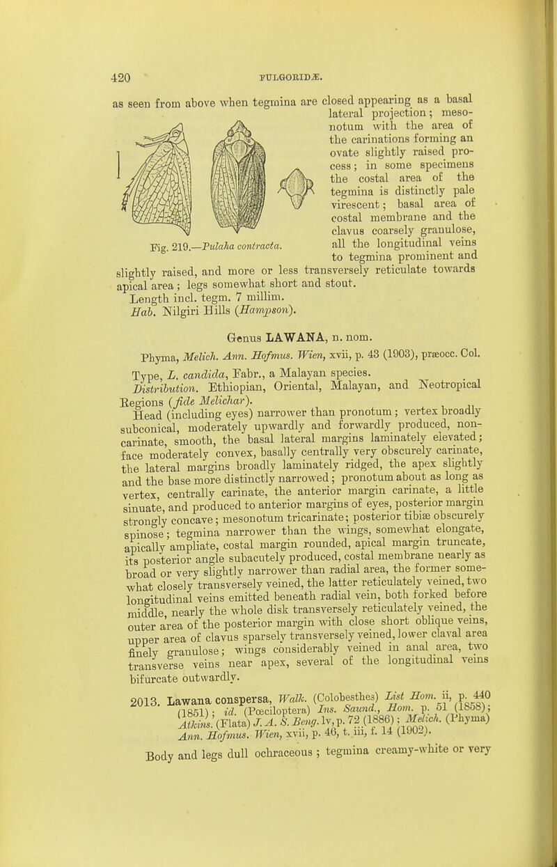 Kg. 219.—Fulaha contracta. as seen from above when tegraina are closed appearing as a basal lateral projection; meso- notiim with the area of the carinations forming an ovate slightly raised pro- cess ; in some specimens the costal area of the tegmina is distinctly pale virescent; basal area of costal membrane and the clavus coarsely grauulose, all the longitudinal veins to tegmina prominent and slightly raised, and more or less transversely reticulate towards apical area ; legs somewhat short and stout. Length incl. tegm, 7 millim. Hob. Nilgiri Hills (Hampson). Genus LAW AN A, n. nom. Phyma, Melich. Ann. Hofmus. Wien, xvii, p. 43 (1903), prBeocc. Col. Type, L. Candida, Pabr., a Malayan species. Distribution. Ethiopian, Oriental, Malayan, and Neotropical Eegions (Jide Melichar). Head (including eyes) narrower than pronotum; vertex broadly subconical, moderately upwardly and forwardly produced, non- carinate, smooth, the basal lateral margins laminately elevated; face moderately convex, basally centrally very obscurely cariuate, the lateral margins broadly laminately ridged, the apex sbghtly and the base more distinctly narrowed; pronotum about as long as vertex, centrally carinate, the anterior margin carinate, a little sinuate, and produced to anterior margins of eyes, posterior margin strongly concave; mesonotum tricarinate; posterior tibiae obscurely spinose; tegmina narrower than the wings, somewhat elongate, apically'ampliate, costal margin rounded, apical margin truncate, its posterior angle subacutely produced, costal membrane nearly as broad or very shghtlv narrower than radial area, the former some- what closely transversely veined, the latter reticulately veined, two longitudinal veins emitted beneath radial vein, both forked before middle nearly the whole disk transversely reticulately veined, the outer area of the posterior margin with close short obhque yems, upper area of clavus sparsely transversely veined, lower claval area finely granulose; wings considerably veined m anal area, two transverse veins near apex, several of the longitudinal veins bifurcate outwardly. 2013. Lawana conspersa, Walk. (Colobesthes) List Hom.n, p ^0 HR^ll- id fPoeciloptera) Ins. Sound., Horn. p. ol (ib&b), ^S.'(rfati) 'l. I bIu,. Ij. P-/2.(1886) ; M^Jc/. (Phyma) Ann. Hofmus. Wien, xvu, p. 46, t. ui, i. 14 (1902). Body and legs dull ochraceous ; tegmina creamy-white or very