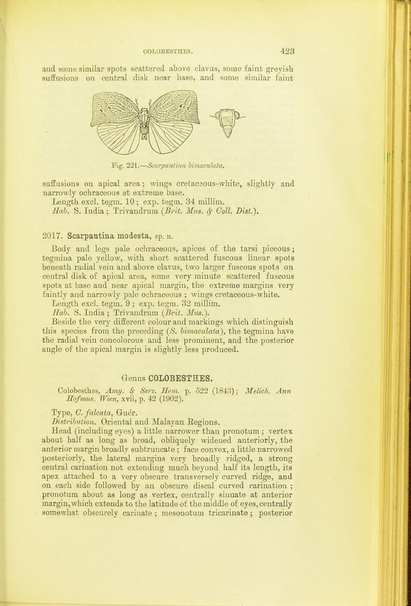 aud some similar spots scattered above clavus, some faint greyish sutiiisions on central disk near base, and some similar faint Fig. 221.—Scarpaniiiia bimaculaia. sufEusions on apical area; wings cretacsous-white, slightly and narrowly ochraceous at extreme base. Length excl. tegm. 10 ; exp. tegm. 34 millim. Hub. S. India; Trivandrum (Brit. Mus. <Sf Coll. Dist.). 2017. Scarpantina modesta, sp. u. Body and legs pale ochraceous, apices of the tarsi piceous ; tegmina pale yellow, with short acattei'ed fuscous linear spots beneath radial vein and above clavus, two larger fuscous spots on central disk of apical area, some very minute scattered fuscous spots at base and near apical margin, the extreme margins very faintly and narrov\ly pale ochraceous ; wings cretaceous-white. Length excl. tegm. 9 ; exp. tegm. 32 millim. Hah. S. India ; Trivandrum {Brit. Mus.). Beside the very different colour and markings which distinguish this species from the preceding {S. himaculata), the tegmina have the radial vein concolorous and less prominent, and the posterior angle of the apical margin is slightly less produced. Genus COLOBESTHES. Colobesthes, Amy. 8f Serv. Hem. p. 522 (1843); Melich. Ann Hofmus. Wien, xvii, p. 42 (1902). Type, C.falcata, Gucr. Distribution. Oriental and Malayan Regions. Head (including eyes) a little narrower than pronotum ; vertex about half as long as broad, obliquely widened anteriorly, the anterior margin broadly subtruncate; face convex, a little narrowed posteriorly, the lateral margins very broadly ridged, a strong central carination not extending much beyond half its length, its apex attached to a very obscure transversely curved ridge, and on each side followed by an obscure discal curved carination ; pronotum about as long as vertex, centrally sinuate at anterior margin, which extends to the latitude of the middle of eyes, centrally somewhat obscurely carinate ; mesonotum tricarinate; posterior