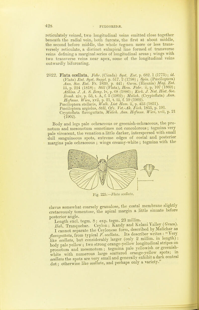 reticulately veined, two longitudinal veins emitted close together beneatii the radial vein, both furcate, the first at about middle, the second before middle, the whole tegmen more or less trans- versely reticulate, a distinct subapical line formed of transverse veins defining a marginal series of longitudinal areas ; wings with two transverse veins near apex, some of the longitudinal veins outwardly bifurcating. 2022. Flata ocellata, Fah: (Cicada) Syst. Ent. p. 682. 1 (1775); id. (Flata) Ent. Syst. Suppl. p. 517. 2 (1798); Spin. (Poeciloptera) Ann. Soc. Ent. Fr. 1839, p. 441; Germ. (Ricania) May. Ent. iii, p. 224 (1818) ; StS.1 (Flata), Hem. Fah: ii, p. 107 (1869); Athins. J. A. S. Benq. Iv, p. 68 (1886); Kirh. J. Nat. Hist. Soc. Bomb, xiv, p. 53, t. A, f. 5 (1902); Melich. (Cryptoflata) Ann. Sofmus. Wien, xvii, p. 21, t. iii, f. 19 (1902). Poeciloptera stellaria. Walk. List Horn, ii, p. 453 (1851). Poeciloptera argiolus, Stil, Ofu. Vet.-Ak. Fork. 1855, p. 191. Cryptoflata flavoguttata, Melich. Ann. Hofmus. Wien, xvii, p. 21 (1902). Body and legs pale oehraceous or greenish-ochraceous, the pro- notum and mesonotum sometimes not concolorous; tegmina very pale virescent, tlie venation a little darker, interspersed with small dull sanguineous spots, extreme edges of costal and posterior margins pale oehraceous ; wings creamy-white ; tegmina with the Fig. 225.—Flaia ocellata. clavus somewhat coarsely granulose, the costal membrane slightly cretaceously tomentose, the apical margin a little sinuate before posterior angle. Length excl. tegm. 8 ; exp. tegm. 23 millim. ^ Eah. Tranquebar. Ceylon; Kandy and Kelani Valley (6rr«e»i). I cannot separate the Ceylonese form, described byMelichar as Havoquttata, from typical F. ocellata. Its describer writes :  Very like ocellata, but considerably larger (only 2 milhm. m length) : body pale yellow ; two strong orange-yellow longitudinal stripes on pronotum and mesonotum ; tegmina pale yellowish or greenish- white with numerous large scattered orange-yellow spots; in ocellata the spots are very small and generally exhibit a darli central dot; otherwise like ocellata, and perhaps only a variety.
