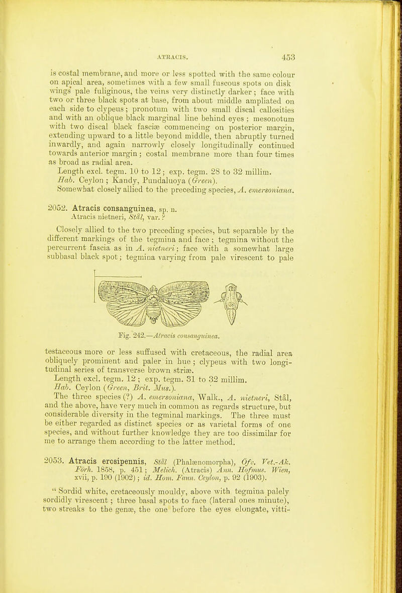 is costal inembrane, and more or less spotted with the same colour on apical area, sometimes with a few small fuscous spots on disk wings' pale fuliginous, the veins very distinctly darker; face with two or three black spots at base, from about middle ampliated on each side to clypeus; pronotum with two small discal callosities and with an oblique black marginal line behind eyes ; mesonotum with two discal black fascia3 commencing on posterior margin, extending upward to a little beyond middle, then abruptly turned inwardly, and again narrowly closely longitudinally continued towards anterior margin; costal membrane more than four times as broad as radial area. Length excl. tegm. 10 to 12; exp. tegm. 28 to 32 millim. Hab. Ceylon ; Kandy, Pundaluoya {Green). Somewhat closely allied to the preceding species, A. emersoniana. 2052. Atracis consangiiinea, sp. u. Atracis uietneri, Stal, vav. ? Closely allied to the two preceding species, but separable by the different markings of the tegmina and face ; tegmina without the percurrent fascia as in A. nietneri; face with a somewhat large subbasal black spot; tegmina varying from pale virescent to pale Fig. 242.—Atracis consangiiinea. testaceous more or less suffused with cretaceous, the radial area obKquely prominent and paler in hue ; clypeus with two longi- tudinal series of transverse brown striae. Length excl. tegm. 12 ; exp. tegm. 81 to 32 millim. Hah. Ceylon {Green, Brit. Mus.). The three species (?) A. emersoniana, Walk., A. nietneri, Stal, and the above, have very much in common as regards structure, but considerable diversity in the tegminal markings. The three must be either regarded as distinct species or as varietal forms of one species, and without further knowledge they are too dissimilar for me to arrange them according to the latter method. 2053. Atracis erosipennis, Stdl (PhaUenomorpha), Ofo. Vet.-Ak. Fork. 1858, p. 451; Melich. (Atracis) Ann. Ho/nius. Wien, xvii, p. 190 (1902); id. Horn. Faun. Ceylon, p. 92 (1903).  Sordid white, cretaceo\asly mouldy, above with tegmina palely sordidly virescent; three basal spots to face (lateral ones minute), two streaks to the genoe, the one before the eyes elongate, vitti-