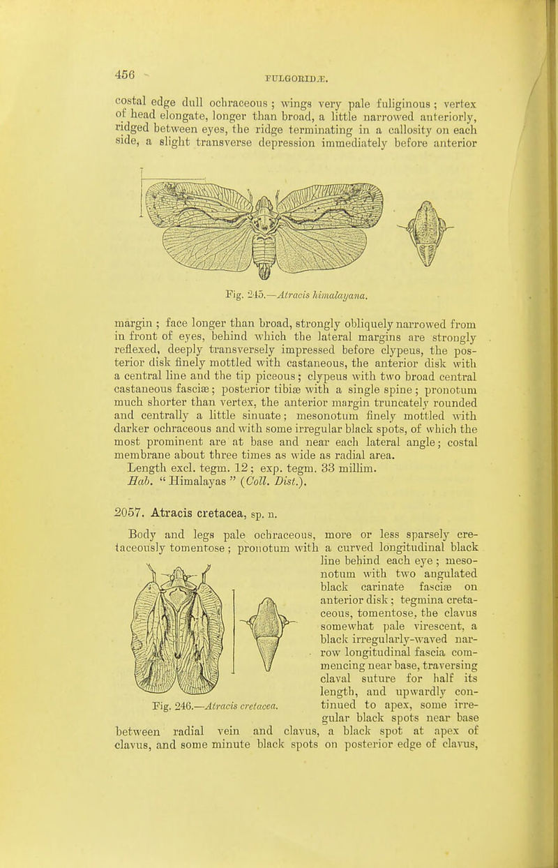 FPLGOBIDiE. costal edge dull ochraceous ; wings very pale fuliginous; vertex ot head elongate, longer than broad, a little narrowed anteriorly, ridged between eyes, the ridge terminating in a callosity on each side, a slight transverse depi*ession immediately before anterior Fig. 245.—Alracis Mmalayana. margin ; face longer than broad, strongly obliquely narrowed from in front of eyes, behind which the lateral margins are strongly reflexed, deeply transversely impressed before clypeus, the pos- terior disk finely mottled with castaneous, the anterior disk with a central line and the tip piceous; clypeus with two broad central castaneous fasciae; postei'ior tibiae with a single spine ; pronotum much shorter than vertex, the anterior margin truncately rounded and centrally a little sinuate; mesonotum finely mottled \vi\h. darker ochraceous and with some irregular black spots, of which the most prominent are at base and near each lateral angle; costal membi'ane about three times as wide as radial area. Length excl. tegm. 12 ; exp. tegm. 33 millim. Eah. Himalayas  {Coll. Dist^. 2057. Atracis cretacea, sp. n. Body and legs pale ochraceous, more or less sparsely cre- taceously tomentose; pronotum with a curved longitudinal black line behind each ej'e ; meso- notum with two angulated black carinate fascite on anterior disk; tegmina creta- ceous, tomentose,, the clavus somewhat pale vii'escent, a blaclc irregularly-M-aved nar- row longitudinal fascia com- mencing near base, traversing claval suture for half its length, and upwardly con- tinued to apex, some irre- gular blaclt spots near base between radial vein and clavus, a black spot at apex of clavus, and some minute black spots on posterior edge of claATis, ■Atracis cretacea.