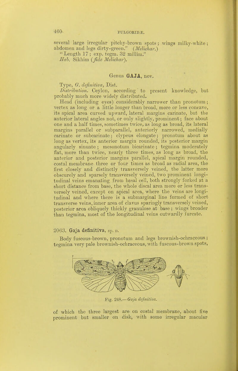 4G0 PULGOBIDiE, sevei-al large irregular pitchy-brown spots; wings milky-white; abdomen and legs dirty-green. (Melichav.) Length 17; exp. tegni. 32 millim. ITah. Sikhiin (Jide Melieliar). Genus GAJA, nov. Type, 6r. definitiva, Dist. Distrihution. Ceylon, according to present knowledge, but probably much more widely distributed. Head (including eyes) considerably narrower than pronotum; vertex as long or a little longer than broad, more or less concave, its apical area curved upward, latei'al margins carinate, but the anterior lateral angles not, or only slightly, prominent; face about one and a half times, sometimes twice, as long as broad, its lateral margins parallel or subparallel, anteriorly narrowed, medially carinate or subcarinate; clypeus elongate; pronotum about as long as vertex, its anterior margin rounded, its j)osterior margin angularly sinuate ; mesonotuni bicarinate ; tegmina moderately flat, more than twice, nearly three times, as long as broad, the anterior and posterior margins parallel, apical margin rounded, costal membrane three or four times as broad as radial area, the first closely and distinctly transversely veined, the latter more obscurely and sparsely transversely veined, two prominent longi- tudinal veins emanating from basal cell, both sti-ougly forked at a short distance from base, the whole discal area more or less trans- versely veined, except on apical area, where the veins are longi- tudinal and whei-e there is a submarginal line formed of short transverse veins, inner area of clavus sparingly transversely veined, posterior area obliquely thickly granulose at base ; wings broader than tegmina, most of the longitudinal veins outwardly furcate. 2063. Gaja definitiva, si), u. Body fuscous-brown, pronotum and legs brownish-ochraceous ; tegmina very pale brownish-ochraceous, A\ ith fuscous-brown spots, Fig. 248.— Gaja definitiva. of which the three largest are on costal membrane, about five prominent but smaller oji disk, with some irregular macular