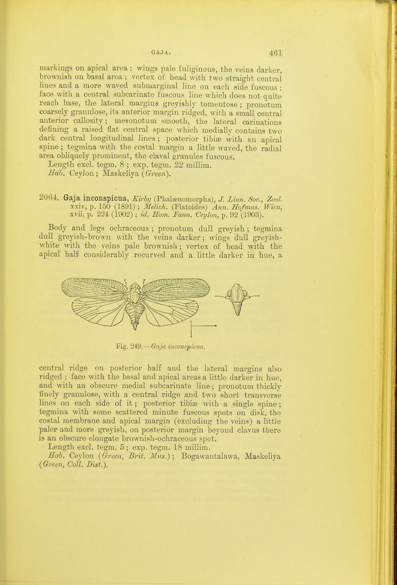 markings on apical area; wings pale fuliginous, the veins darker, brownish on basal area ; vertex ot' head witli two straight central lines and a moi-e waved submargiual line on each side fuscous ; face with a central subcarinate fuscous line which does not quite reach base, the lateral margins greyishly tomentose; pronotum coarsely granulose, its anterior margin ridged, with a small central anterior callosity; mesonotuui smooth, the lateral carinations defining a raised flat central space which medially contains two dark central longitudinal lines; posterior tibias with an apical spine ; tegmina with the costal margin a little waved, the radial area obliquely prominent, the claval granules fuscous. Length excl. tegm. 8 ; exp. tegm. 22 milhm. Hah. Ceylon; Maskeliya (ft-een). 2064. Gaja inconspicua, Kirby (PhalEenomorpha), J. Linn. Soc, Zool. x.xiv, p. 150 (1891); Melich. (Flatoides) Ann. Hofmus. Wien, xvii, p. 224 (1902) ; id. Horn. Faun. Ceylon, p. 92 (1903). Body and legs ochraceous ; pronotum dull greyish; tegmina dull greyish-brown Avith the veins darker; wings dull greyish- white with the veins pale brownish; vertex of head with the apical half considerably recurved and a little dai'ker in hue, a Fig. 249.— Gaja incompicua. central ridge on posterior half and the lateral margms also ridged ; face with the basal and apical areas a little darker in hue, and with an obscure medial subcarinate line; pronotum thicklj'- finely granulose, Avith a central ridge and two short transverse lines on each side of it; posterior tibisB with a single spine; tegmina with some scattered minute fuscous spots on disk, the costal membrane and apical margin (excluding the veins) a little paler and more greyish, on posterior margin beyond clavus there is an obscure elongate brownish-ochraeeous spot. Length excl. tegm. 5; exp. tegm. 18 millim. Hah. Ceylon {Green., Brit. Mm.); Bogawantalawa, Maskeliya (Green, Coll. Dist.).