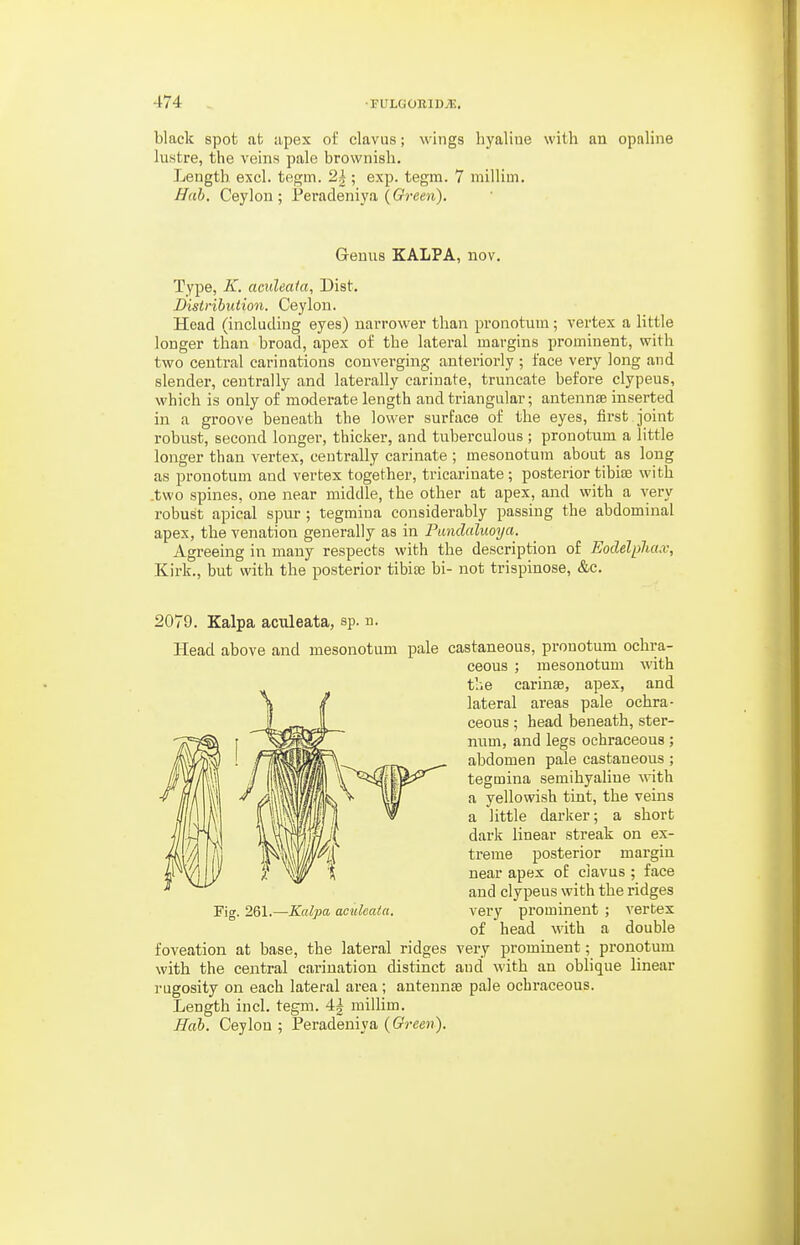 black spot at apex of clavus; wings hyaline with an opaline lustre, the veins pale brownish. Length excl. tegm. 24 ; exp. tegm. 7 millim. Hah. Ceylou ; Peradeniya ((rrem). Genus KALPA, nov. Type, K. aculeaia, Dist. Distribution. Ceylon. Head (includiiig eyes) narrower than pronotum; vertex a little longer than broad, apex of the lateral margins prominent, with two central carinations converging anteriorly ; face very long and slender, centrally and laterally cariuate, truncate before clypeus, which is only of moderate length and triangular; antennae inserted in a groove beneath the lower surface of the eyes, first joint robust, second longer, thicker, and tuberculous ; pronotum a little longer than vertex, centrally carinate ; mesonotum about as long as pronotum and vertex together, tricarinate ; posterior tibiae with .two spines, one near middle, the other at apex, and with a very robust apical spur; tegmina considerably passing the abdominal apex, the venation generally as in Punclaluoya. Agreeing in many respects with the description of Eodelpha.v, Kirk., but with the posterior tibia3 hi- not trispinose, &c. 2079. Kalpa aculeata, sp. n. Head above and mesonotum pale castaneous, pronotum ochra- ceous ; mesonotum with t'.ie carinae, apex, and lateral areas pale ochra- ceous ; head beneath, ster- num, and legs ochraceous; abdomen pale castaneous ; tegmina semihyaHne with a yellowish tint, the veins a little darker; a short dark linear streak on ex- treme posterior margin near apex of clavus ; face and clypeus with the ridges very prominent ; vertex of head with a double very prominent; pronotum and with an oblique linear Fig. 261.—Kalpa aculeata. foveation at base, the lateral ridges with the central cariuatiou distinct rugosity on each lateral area ; antennae pale ochraceous Length inch tegm. 4| millim. Hub. Ceylon ; Peradeniya {Green)