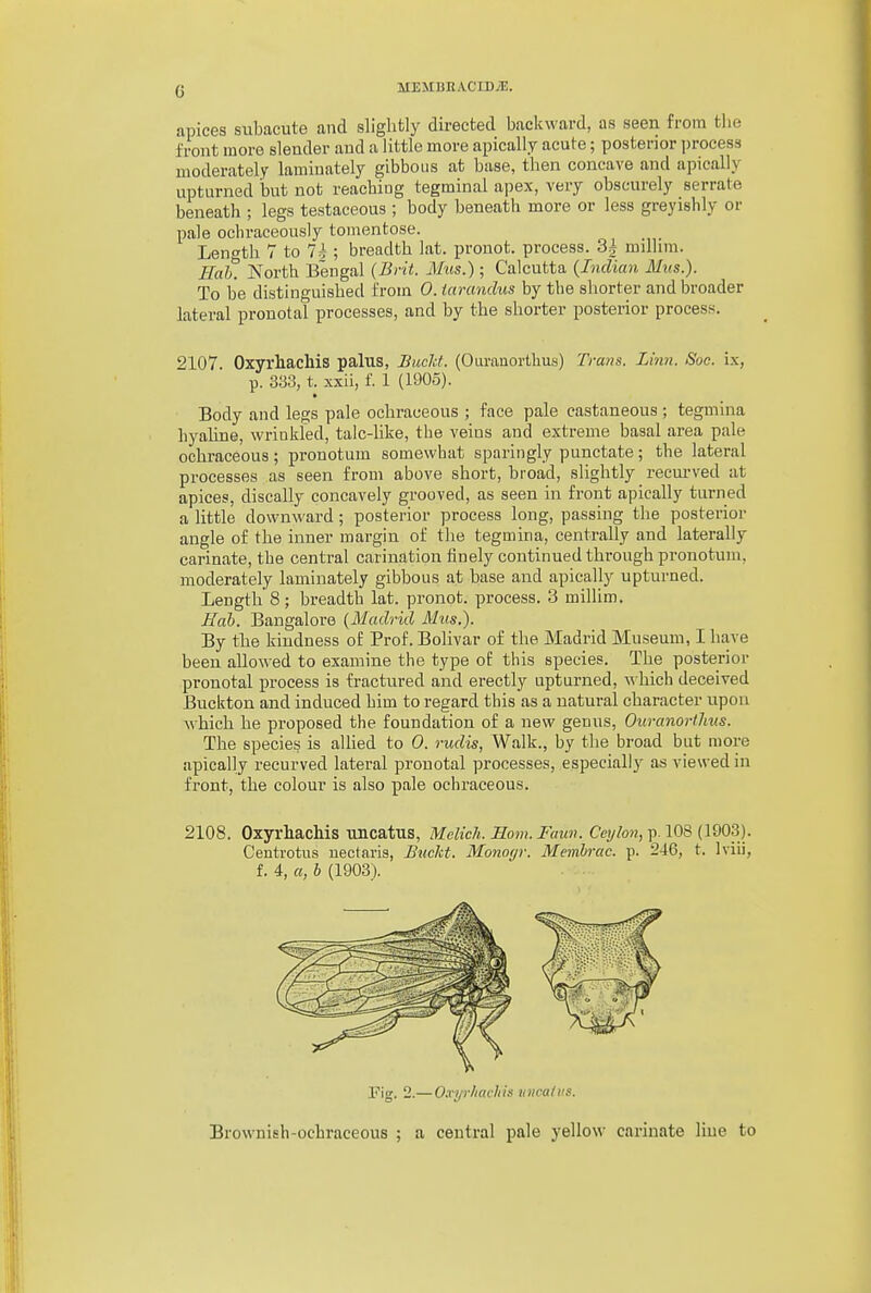 apices siibacute and slightly directed backward, as seen from tlie front more slender and a little more apically acute; posterior jjrocess moderately laminately gibbons at base, then concave and apically upturned but not reaching tegminal apex, very obscurely serrate beneath ; legs testaceous ; body beneath more or less greyishly or pale ochraceously tomentose. Length 7 to 7^^; breadth lat. pronot. process. 3| millim. Hah. North Bengal (Brit. Mus.); Calcutta {Indian Mus.). To be distinguished from 0. iarandus by tbe shorter and broader lateral pronotal processes, and by the shorter posterior process. 2107. OxyrhacMs palus, BucU. (Ouranorthus) Trans. Linn. Soc. ix, p. 333, t. xxii, i. 1 (1905). Body and legs pale ochraceous ; face pale castaneous ; tegmina hyaline, wrinkled, talc-like, tbe veins and extreme basal area pale ochraceous; pronotum somewhat sparingly punctate; the lateral processes as seen from above short, broad, slightly recurved at apices, discally concavely grooved, as seen in front apically turned a little downward; posterior process long, passing the posterior angle of the inner margin of the tegmina, centrally and laterally carinate, the central carination finely continued through pronotum, moderately laminately gibbons at base and apically upturned. Length 8; breadth lat. pronot. process. 3 millim. Eab. Bangalore {Madrid Mus.). By the kindness of Prof. Bolivar of the Madrid Museum, I have been allowed to examine the type of this species. The posterior pronotal process is fractured and erectly npturned, which deceived Buckton and induced him to regard this as a natural character upon which he proposed the foundation of a new genus, Ouranorthus. The species is allied to 0. rudis, Walk., by the broad but more apically recurved lateral pronotal processes, especially as viewed in front, the colour is also pale ochraceous. 2108. OxyrhacMs uncatus, WIclich. Horn. Faun. Ceylon, p. 108 (1903). Centrotus uectaris, Buckt. Monoyr. Memhrac. p. 246, t. Iviii, f. 4, a, b (1903). Pig. 2.—O.vyr/iackis uncatus. Brownieh-ochraceous ; a central pale yellow carinate line to