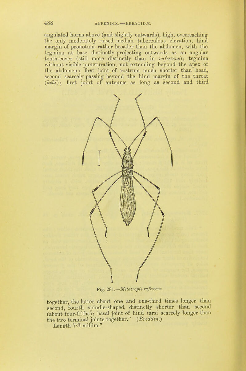 angulated horns above (and slightly outwards), high, overreaching the only moderately raised median tuberculous elevation, hind margin of pronotum rather broader than the abdomen, with the tegmina at base distinctly projecting outwards as an angular tooth-cover (still more distinctly than in rufescem); tegmina without visible pnncturation, not extending beyond the apex of the abdomen ; first joint of rostrum much shorter than head, second scarcely passing beyond the hind margin of the throat {TceM); first joint of antennae as long as second and third Fig. 281.—Metatropis nifescens. together, the latter about one and one-third times longer than second, fourth spindle-shaped, distinctly shorter than second (about four-fifths); basal joint of hind tarsi scarcely longer than the two terminal joints together. {Breddin.) Length 7-3 millim.