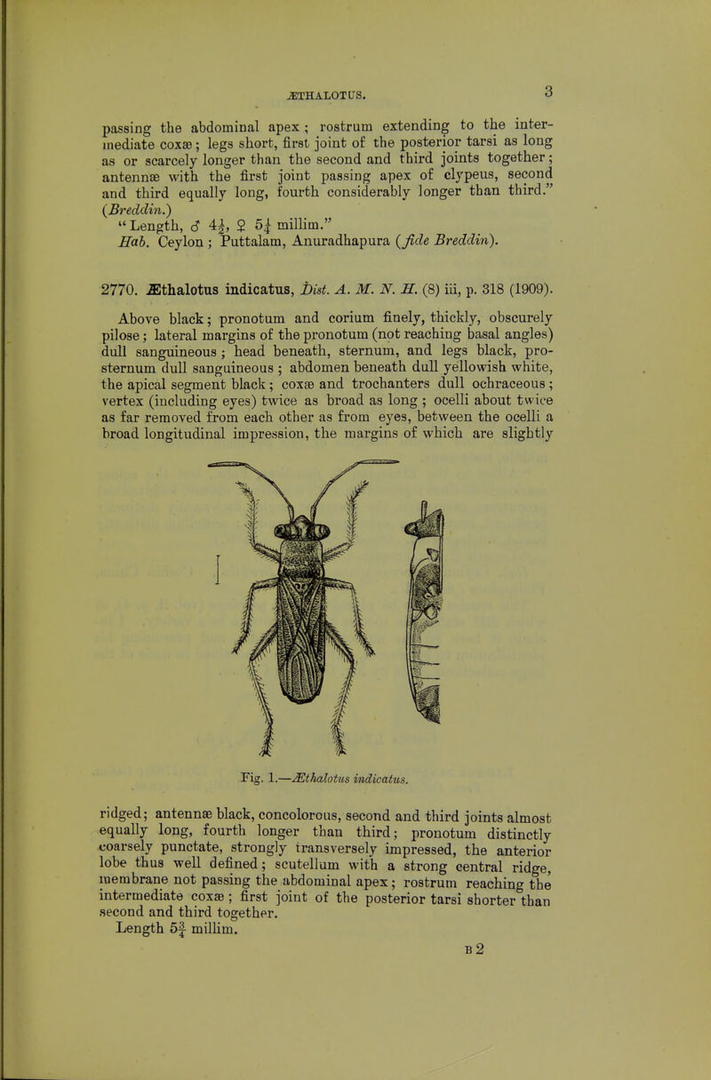 ^THALOTUS. passing the abdominal apex ; rostrum extending to the inter- mediate coxae; legs short, first joint of the posterior tarsi as long as or scarcely longer than the second and third joints together; antennae with the first joint passing apex o£ cljpeus, second and third equally long, fourth considerably longer than third. (Breddin.) Length, 6 4^, 2 5| millim. Hab. Ceylon ; Puttalam, Anuradhapura (Jide Breddin). 2770. .ffithalotus indicatus, Bist. A. M. N. H. (8) iii, p. 318 (1909). Above black; pronotum and corium finely, thickly, obscurely pilose; lateral margins of the pronotum (not reaching basal angles) dull sanguineous ; head beneath, sternum, and legs black, pro- sternum dull sanguineous ; abdomen beneath dull yellowish white, the apical segment black; coxae and trochanters dull ochraceous ; vertex (including eyes) twice as broad as long ; ocelli about twice as far removed from each other as from eyes, between the ocelli a broad longitudinal impression, the margins of which are slightly Fig. 1.—Mthalotus indicatus. ridged; antennae black, concolorous, second and third joints almost equally long, fourth longer than third; pronotum distinctly coarsely punctate, strongly transversely impressed, the anterior lobe thus well defined; scutellum with a strong central ridge, membrane not passing the abdominal apex; rostrum reaching the intermediate coxae; first joint of the posterior tarsi shorter than second and third together. Length 5f millim. b2