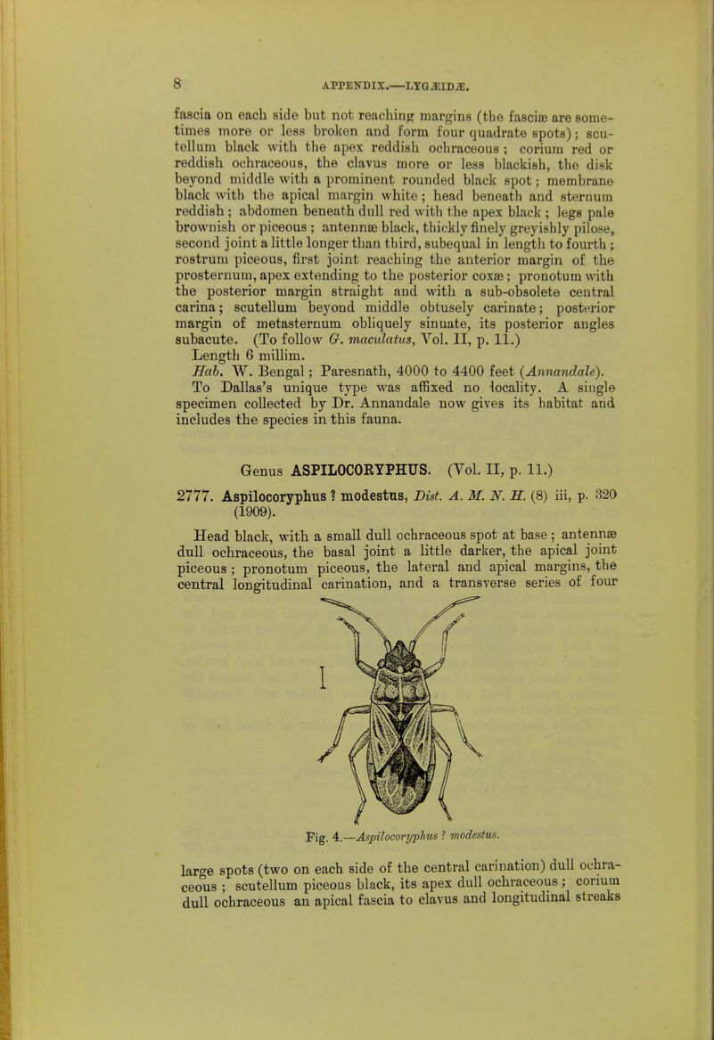 8- fascia on each side but not reaching margins (the fascia) are some- times more or less broken and form four quadrate spots); scu- telUim black Avith the apex reddish ochraceous ; corium red or reddish ochraceous, the clavus more or less blackish, the disk beyond middle with a prominent rounded black spot; membrane black with the apical margin white ; head beneath and sternum reddish; abdomen beneath dull red with the apex black ; legs pale brownish or piceous ; antennJB black, thickly finely greyishly pilose, second joint a little longer than third, subequal in length to fourth ; rostrum piceous, first joint reaching the anterior margin of the presternum, apex extending to the posterior coxae; pronotum with the posterior margin straight and with a sub-obsolete central carina; scutellum beyond middle obtusely carinate; posterior margin of metasternum obliquely sinuate, its posterior angles subacute. (To follow Q. maculatus, Vol. II, p. 11.) Length 6 millim. Hab. W. Bengal; Paresnath, 4000 to 4400 feet (Annandale). To Dallas's unique type was affixed no -locality. A single specimen collected by Dr. Annandale now gives its habitat and includes the species in this fauna. Genus ASPILOCORYPHUS. (Vol. II, p. 11.) 2777. Aspilocoryplius ? modestus, JDist. A.M.N. El. (8) iii, p. 320 (1909). Head black, with a small dull ochraceous spot at base; antennae dull ochraceous, the basal joint a little darker, the apical joint piceous ; pronotum piceous, the lateral and apical margins, the central longitudinal carination, and a transverse series of four Fig. 4.—Aspilocoryphus ? modestus. large spots (two on each side of the central carination) dull ochra- ceous ; scutellum piceous black, its apex dull ochraceous ; corium dull ochraceous an apical fascia to clavus and longitudinal streaks