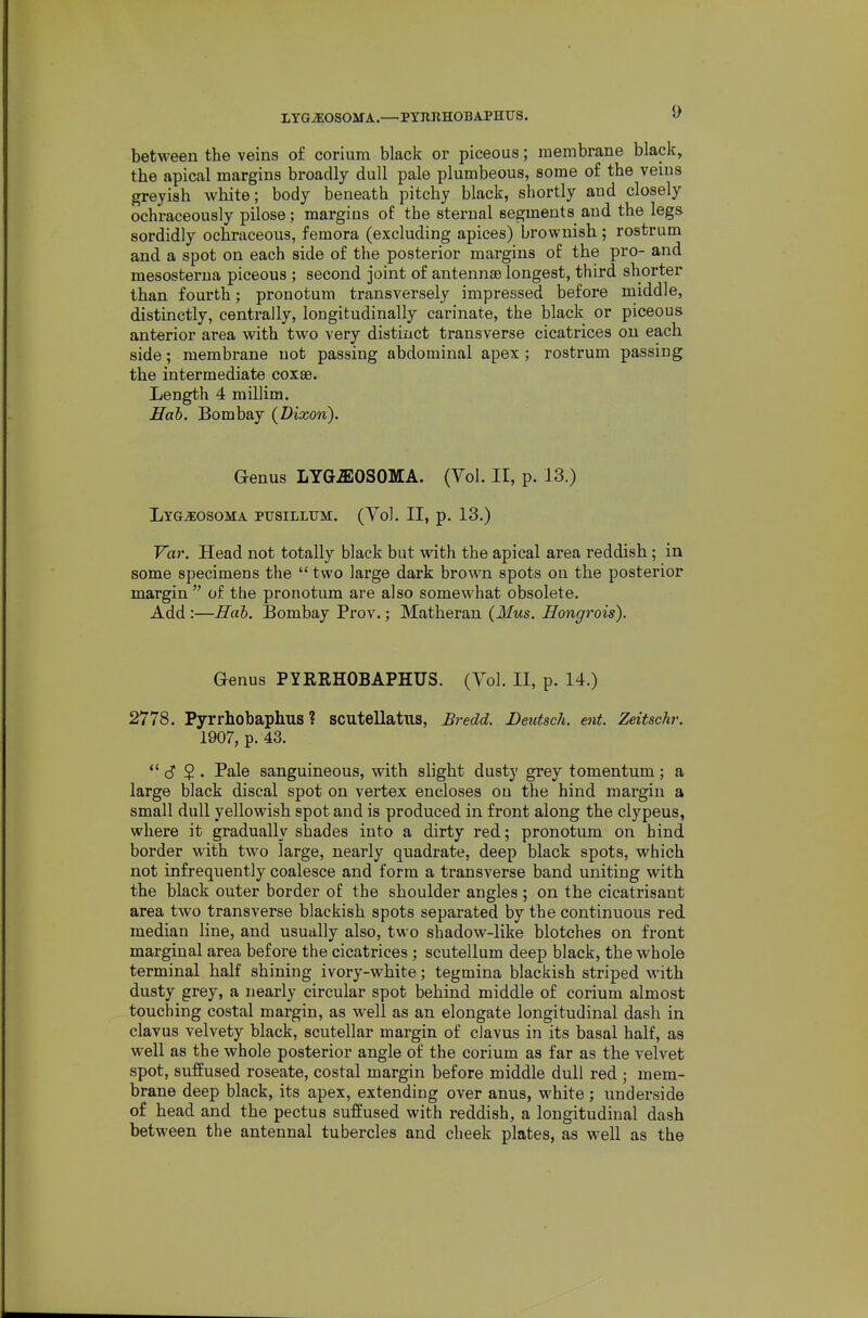 LTGiEOSOMA.—P YIlllHOB APHUS. between the veins of corium black or piceous; membrane black, the apical margins broadly dull pale plumbeous, some of the veins greyish white; body beneath pitchy black, shortly and closely ochraceously pilose; margins of the sternal segments and the legs sordidly ochraceous, femora (excluding apices) brownish; rostrum and a spot on each side of the posterior margins of the pro- and mesosterua piceous ; second joint of antennae longest, third shorter than fourth; pronotum transversely impressed before middle, distinctly, centrally, longitudinally carinate, the black or piceous anterior area with two very distinct transverse cicatrices on each side; membrane not passing abdominal apex ; rostrum passing the intermediate coxae. Length 4 millim. Hah. Bombay (Dixon). Genus LYG-EOSOMA. (Vol. II, p. 13.) LtGjEOSoma pusillum. (Vol. II, p. 13.) Var. Head not totally black but with the apical area reddish; in some specimens the  two large dark brown spots on the posterior margin  of the pronotum are also somewhat obsolete. Add :—Hah. Bombay Prov.; Matheran (Mus. Hongrois). Genus PYERHOBAPHUS. (Vol. II, p. 14.) 2778. Pyrrhobaphus ? scutellatus, Bredd. Deutsch. ent. Zeitschr. 1907, p. 43.  c? $ . Pale sanguineous, with slight dusty grey tomentum; a large black discal spot on vertex encloses on the hind margin a small dull yellowish spot and is produced in front along the clypeus, where it gradually shades into a dirty red; pronotum on hind border with two large, nearly quadrate, deep black spots, which not infrequently coalesce and form a transverse band uniting with the black outer border of the shoulder angles; on the cicatrisant area two transverse blackish spots separated by the continuous red median line, and usually also, two shadow-like blotches on front marginal area before the cicatrices; scutellum deep black, the whole terminal half shining ivory-white; tegmina blackish striped with dusty grey, a nearly circular spot behind middle of corium almost touching costal margin, as well as an elongate longitudinal dash in clavus velvety black, scutellar margin of clavus in its basal half, as well as the whole posterior angle of the corium as far as the velvet spot, suffused roseate, costal margin before middle dull red ; mem- brane deep black, its apex, extending over anus, white; underside of head and the pectus suffused with reddish, a longitudinal dash between the antennal tubercles and cheek plates, as well as the