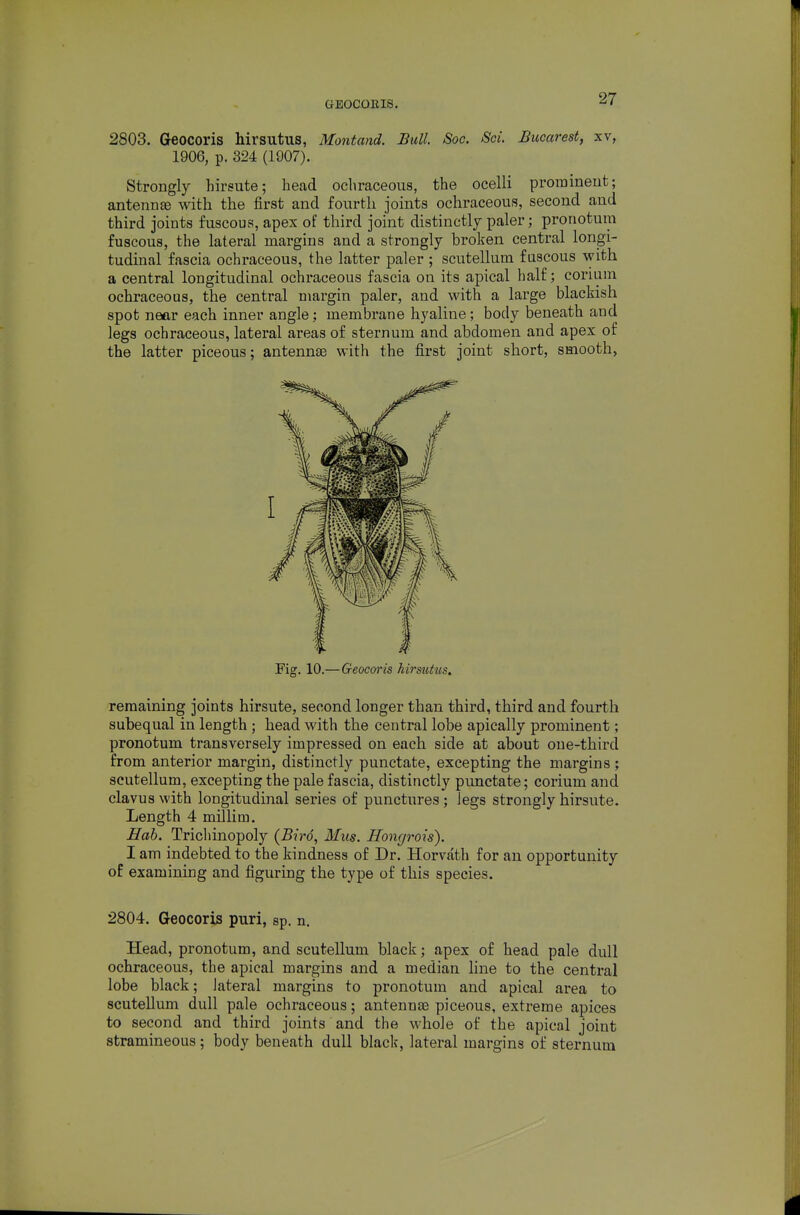 2803. Geocoris hirsutus, Montand. Ball. Soc. Sci. Bucarest, xv, 1906, p. 324 (1907). Strongly hirsute; head ochraceous, the ocelli promineut; antenna with the first and fonrth joints ochraceous, second and third joints fuscous, apex of third joint distinctly paler; pronotum fuscous, the lateral margins and a strongly broken central longi- tudinal fascia ochraceous, the latter paler ; scutellum fuscous with a central longitudinal ochraceous fascia on its apical half; corium ochraceous, the central niai^gin paler, and with a large blackish spot near each inner angle; membrane hyaline; body beneath and legs ochraceous, lateral areas of sternum and abdomen and apex of the latter piceous; antennae with the first joint short, smooth, Fig. 10.—Geocoris hirmtus. remaining joints hirsute, second longer than third, third and fourth subequal in length ; head with the central lobe apically prominent; pronotum transversely impressed on each side at about one-third from anterior margin, distinctly punctate, excepting the margins ; scutellum, excepting the pale fascia, distinctly punctate; corium and clavus with longitudinal series of punctures; legs strongly hirsute. Length 4 millim. Mab. Trichinopoly (Bird, Miis. Hongrois). I am indebted to the kindness of Dr. Horvath for an opportunity of examining and figuring the type of this species. 2804. Geocoris puri, sp. n. Head, pronotum, and scutellum black; apex of head pale dull ochraceous, the apical margins and a median line to the central lobe black; lateral margins to pronotum and apical area to scutellum dull pale ochraceous; antennte piceous, extreme apices to second and third joints and the whole of the apical joint stramineous; body beneath dull black, lateral margins of sternum