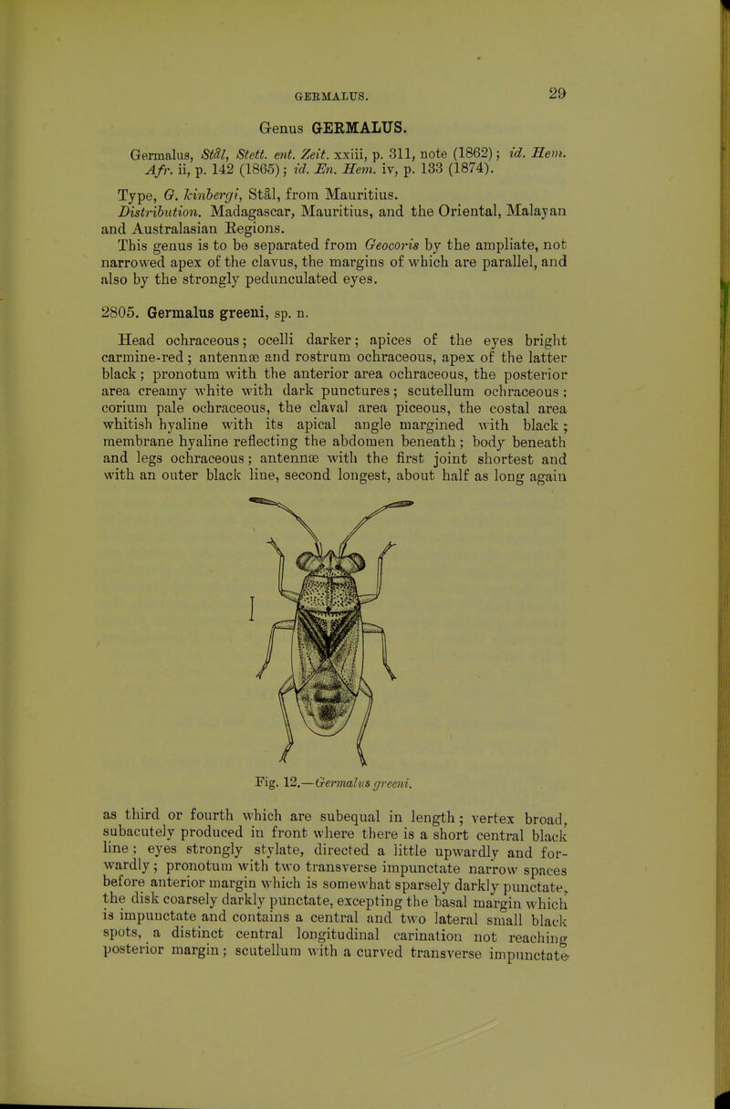 GBEMALUS. Genus GERMALUS. Germalus, StU, Stett. ent. Zeit. xxiii, p. 311, note (1862); id. Hem. Afr. ii, p. 142 (1865); id. En. Hem. iv, p. 133 (1874). Type, G. Jcinhergi, StSl, from Mauritius. Distribution. Madagascar, Mauritius, and the Oriental, Malayan and Australasian Eegions. This genus is to be separated from Geocoris by the ampliate, not narrowed apex of the clavus, the margins of which are parallel, and also by the strongly pedunculated eyes. 2805. Germalus greeni, sp. n. Head ochraceous; ocelli darker; apices of the eyes bright carmine-red; antennae and rostrum ochraceous, apex of the latter black; pronotum with the anterior area ochraceous, the posterior area creamy white with dark punctures; scutellum ochraceous ; corium pale ochraceous, the claval area piceous, the costal area whitish hyaline with its apical angle margined with black; membrane hyaline reflecting the abdomen beneath; body beneath and legs ochraceous; antennae with the first joint shortest and with an outer black line, second longest, about half as long again Fig. 12.—G-eimahis gremi. as thu-d or fourth which are subequal in length; vertex broad, subacutely produced in front where there is a short central black line ; eyes strongly stylate, directed a little upwardly and for- wardly; pronotum with two transverse impunctate narrow spaces before anterior margin which is somewhat sparsely darkly punctate,, the disk coarsely darkly punctate, excepting the basal margin which is impunctate and contains a central and two lateral small blade spots, a distinct central longitudinal carination not reaching posterior margin; scutellum with a curved transverse impunctate