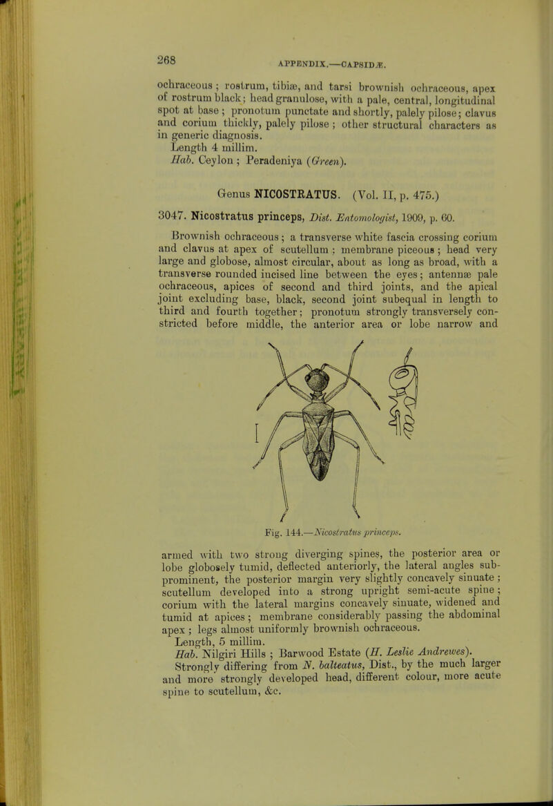 APPENDIX.—OAPSIDvK. ochraceous ; rostrum, tibia), and tarsi brownish ochniceous, apex of rostrum black; head granulose, witli a pale, central, longitudinal spot at base ; pronotum punctate and shoi-tly, palely pilose; clavus and corium thickly, palely pilose; other structural characters as in generic diagnosis. Length 4 inillim. Hah. Ceylon ; Peradeniya (Green). Genus NICOSTRATUS. (Vol. II, p. 476.) 3047. Nicostratus princeps, Dist. Entomoloyist, 1909, p. 60. Brownish ochraceous; a transverse white fascia crossing corium and clavus at apex of scutellum ; membrane piceouo; head very large and globose, almost circular, about as long as broad, with a transverse rounded incised line between the eyes; antennae pale ochraceous, apices of second and third joints, and the apical joint excluding base, black, second joint subequal in length to third and fourth together; pronotum strongly transversely con- stricted before middle, the anterior area or lobe narrow and Fig. 144.—Nicostratus princeps. armed with two strong diverging spines, the posterior area or lobe globosely tumid, deflected anteriorly, the lateral angles sub- prominent, the posterior margin very slightly concavely sinuate ; scutellum developed into a strong upright serai-acute spine; corium with the lateral margins concavely sinuate, widened and tumid at apices ; membrane considerably passing the abdominal apex ; legs almost uniformly brownish ochraceous. Length, 5 millim. Hah. Nilgiri Hills ; Barwood Estate {H. Leslie Andrewes). vStrongly differing from iV. halteatus, Dist., by the much larger and more* strongly developed head, different colour, more acute spine to scutellum, &e.