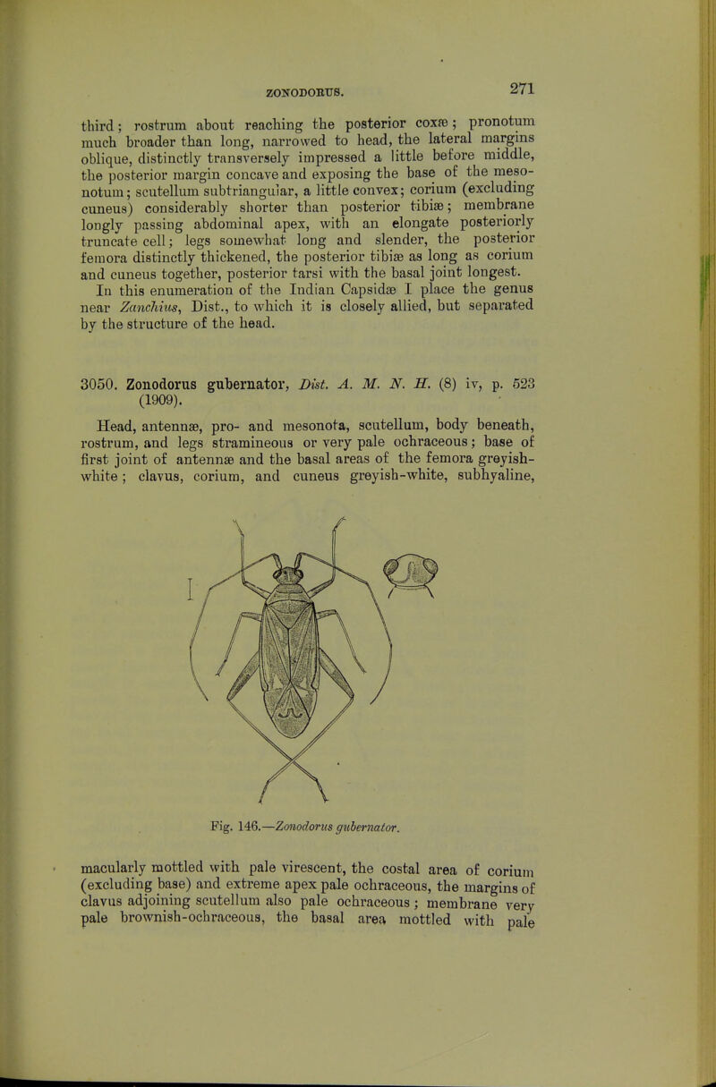 ZONODOEUS. third; rostrum about reaching the posterior coxfe; pronotum much broader than long, narrowed to head, the lateral margins oblique, distinctly transversely impressed a little before middle, the posterior margin concave and exposing the base of the meso- notum; scutellum subtriangular, a little convex; cerium (excluding cuneus) considerably shorter than posterior tibiae; membrane longly passing abdominal apex, with an elongate posteriorly truncate cell; legs somewhat long and slender, the posterior femora distinctly thickened, the posterior tibiae as long as corium and cuneus together, posterior tarsi with the basal joint longest. In this enumeration of the Indian Capsidae I place the genus near ZancJihis, Dist., to which it is closely allied, but separated by the structure of the head. 3050. Zonodorus gubernator, Dist. A. M. N. H. (8) iv, p. 523 (1909). Head, antennae, pro- and mesonota, scutellum, body beneath, rostrum, and legs stramineous or very pale ochraceous; base of first joint of antennae and the basal areas of the femora greyish- white ; clavus, corium, and cuneus greyish-white, subhyaline. Fig. 146.—Zonodorus gubernator. macularly mottled with pale virescent, the costal area of corium (excluding base) and extreme apex pale ochraceous, the margins of clavus adjoining scutellum also pale ochraceous; membrane very pale brownish-ochraceous, the basal area mottled with pale