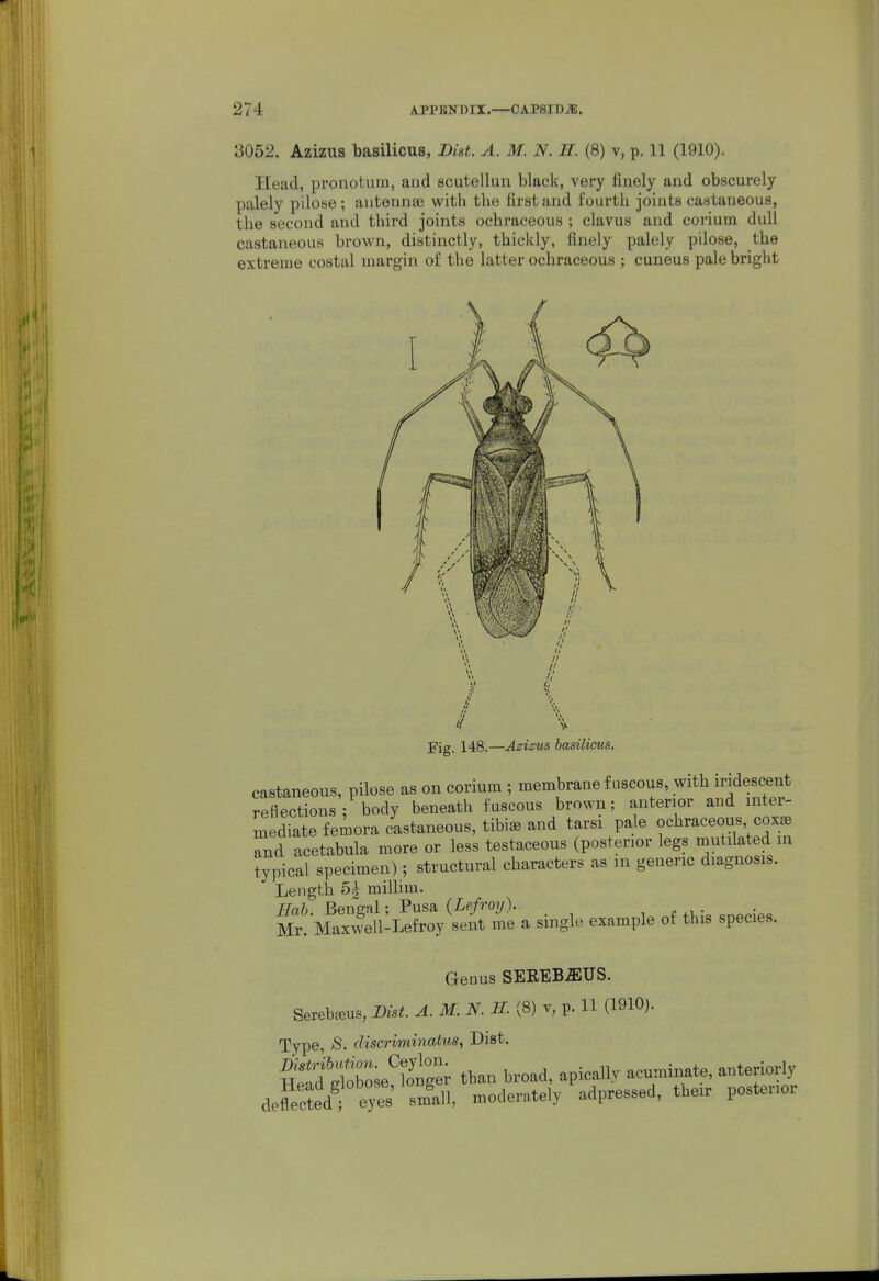 3052. Aziziis l)asilicus, Dht. A. M. N. H. (8) v, p. 11 (1910). Head, pronotura, aud scutellun black, very finely and obscurely palely pilose; autennffi with the first and fourth joints castaueous, the second and third joints ochraceous ; clavus and corium dull castaneous broAvn, distinctly, thickly, finely palely pilose, the extreme costal margin of the latter ochraceous ; cuneus pale bright Fig. 148.—Azizus basilicus. castaneous, pilose as on corium ; membrane fuscous, witb iridescent reflections; body beneath fuscous brown: anterior and inter- mediate femora castaneous, tibiae and tarsi pale ochraceous cox^ and acetabula more or less testaceous (posterior legs mutilated in typical specimen); structural characters as m generic diagnosis. Length 5i milhin. Mr. Maxwell-Lefroy sent me a single example of this species. Genus SEREB^US. Sereb^Bus, Dist. A. M. N. H. (8) y, p. 11 (1910). Type, /S. discriminatus, Dist. defected; eyes J.n, moderately adpressed, tbe.r postenor