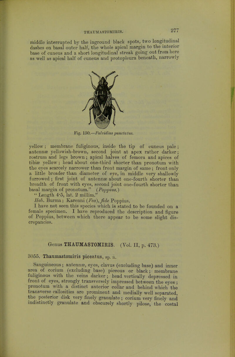 middle interrupted by the inground black spots, two longitudinal dashes on basal outer half, the whole apical margin to the interior base of cuneus and a short longitudinal streak going out from here as well as apical half of cuneus and protopleura beneath, narrowly Fig. 150.—Fulvidius punctaitis. yellow; membrane fuliginous, inside the tip of cuneus pale; antennae yellowish-brown, second joint at apex rather darker; rostrum and legs brown; apical halves of femora and apices of tibiae yellow; head about one-third shorter than pronotum with the eyes scarcely narrower than front margin of same; front only a little broader than diameter of eye, in middle very shallowly furrowed ; first joint of antennae about one-fourth shorter than breadth of front with eyes, second joint one-fourth shorter than basal margin of pronotum.'' (Poppius.)  Length 4-5, lat. 2 milHm. Hob. Burma; Karenni {Pea),fide Poppius. I have not seen this species which is stated to be founded on a female specimen. I have reproduced the description and figure of Poppius, between which there appear to be some shght dis- crepancies. G-enus THAUMASTOMIRIS. (Vol. II, p. 473.) 3055. Thaumastomiris piceatus, sp. n. Sanguineous; antennae, eyes, clavus (excluding base) and inner area of corium (excluding base) piceous or black; membrane fuliginous with the veins darker; head vertically depressed in front of eyes, strongly transversely impressed between the eyes ; pronotum with a distinct anterior collar and behind which the transverse callosities are prominent and medially well separated, the posterior disk very finely granulate ; corium very finely and indistinctly granulate and obscurely shortly pilose, the costal