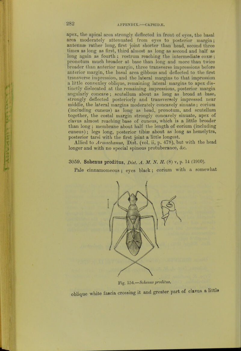 apex, the apical area strongly deflected in front of eyes, the basal area moderately attenuated from eyes to posterior margin; antenna) rather long, first joint shorter than head, second three times as long as first, third almost as long as second and half as long again as fourth; rostrum reaching the intermediate coxse ; pronotum much broader at base than long and more than twice broader than anterior margin, three transverse impressions before anterior margin, the basal area gibbous and deflected to the first transverse impression, and the lateral margins to that impression a little convexley oblique, remaining lateral margins to apex dis- tinctly dislocated at the remaining impressions, posterior margin angularly concave; scutellum about as long as broad at base, strongly deflected posteriorly and transversely impressed near middle, the lateral niargius moderately concavely sinuate; corium (including cuneus) as long as head, pronotum, and scutellum together, the costal margin strongly concavely sinuate, apex of clavus almost reaching base of cuneus, which is a little broader than long ; membrane about half the length of corium (including cuneus); legs long, posterior tibiae about as long as hemelytra, posterior tarsi with the first joint a little longest. Allied to ArmacJianus, Dist. (vol. ii, p. 478), but with the head longer and with no special spinous protuberance, &c. 3059. Solieiius proditus, Dist. A Pale cinnamomeous ; eyes . M. N. H. (8) v, p. 14 (1910). black; corium with a somewhat Fig. 154.—Sohenus proditus. )blique white fascia crossing it and greater part of clavus a little