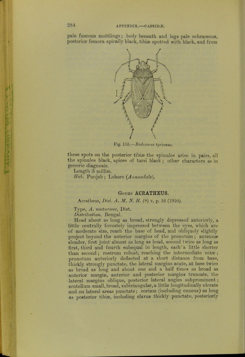 pale fuscous mottlings; body beneath and legs pale ochraceous, posterior femora apically black, tibisD spotted with black, and from Fig. 155.—Badezorus tyrianus. these spots on the posterior tibiae the spinules arise in pairs, all the spinules black, apices of tarsi black ; other characters as in generic diagnosis. Length 3 millim. Hah. Punjab ; Lahore {Annandale). Genus ACRATHEUS. Acratheus, Dist. A. M. N. H. (8) v, p. 16 (1910). Type, A. noctumus, Dist. Distribution. Bengal. Head about as long as broad, strongly depressed anteriorly, a little centrally foveately impressed between the eyes, which are of moderate size, reach the base of head, and obliquely slightly project beyond the anterior margins of the pi'onotum; antennae slender, first joint almost as long as head, second twice as long as first, third and fourth subequal in length, each'a httle shorter than second; rostrum robust, reaching the intermediate coxae ; pronotum anteriorly deflected at a short distance from base, thickly strongly punctate, the lateral margins acute, at base twice as broad as long and about one and a half times as broad as anterior margin, anterior and posterior margins truncate, the lateral margins oblique, posterior lateral angles subprominent; scutellum small, broad, subtriangular, a little longitudinally elevate and on lateral areas punctate; corium (including cuneus) as long as posterior tibiae, including clavus thickly punctate, posteriorly