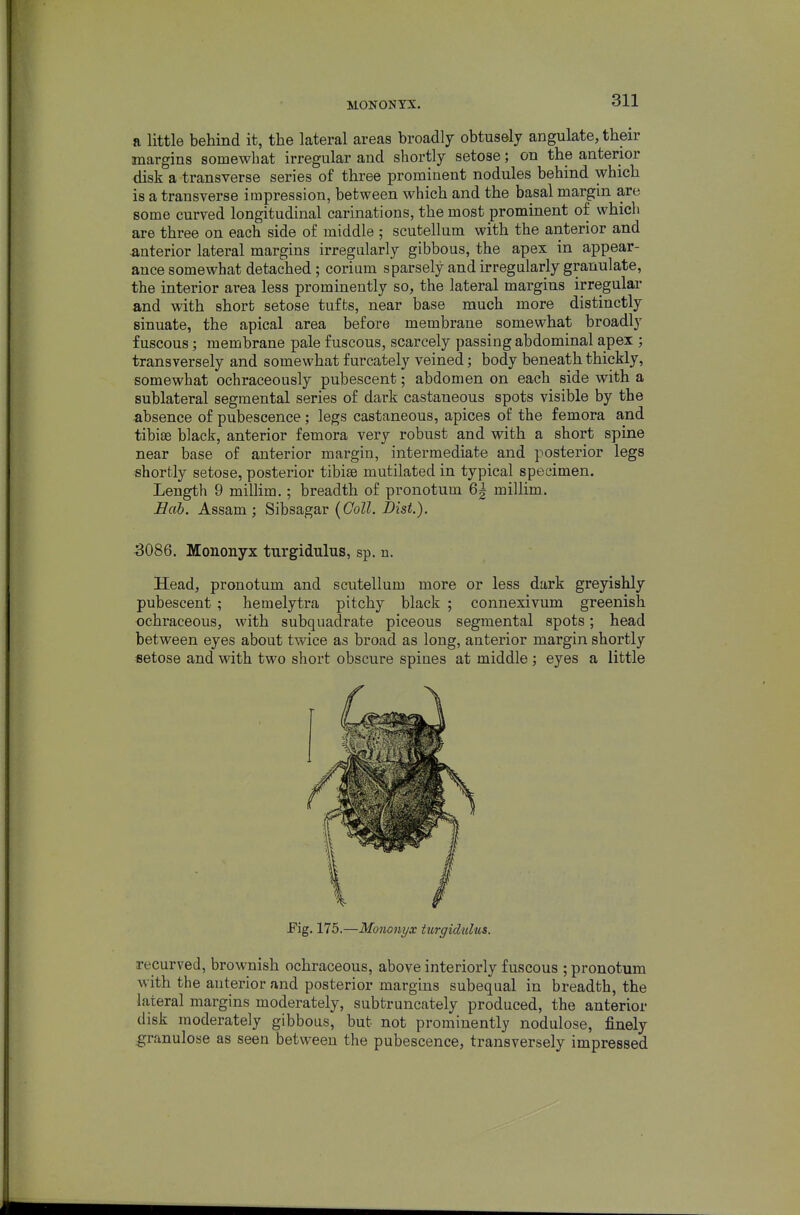 MONONTX. ft little behind it, the lateral areas broadly obtusely angulate, their margins somewhat irregular and shortly setose; on the anterior disk a transverse series of three prominent nodules behind which is a transverse impression, between which and the basal margin are some curved longitudinal carinations, the most prominent of which are three on each side of middle ; scutellum with the anterior and anterior lateral margins irregularly gibbous, the apex in appear- ance somewhat detached; corium sparsely and irregularly granulate, the interior area less prominently so, the lateral margins irregular and with short setose tufte, near base much more distinctly sinuate, the apical area before membrane somewhat broadly fuscous; membrane pale fuscous, scarcely passing abdominal apex ; transversely and somewhat furcately veined; body beneath thickly, somewhat ochraceously pubescent; abdomen on each side with a sublateral segmental series of dark castaneous spots visible by the absence of pubescence; legs castaneous, apices of the femora and tibiae black, anterior femora very robust and with a short spine near base of anterior margin, intermediate and posterior legs shortly setose, posterior tibiae mutilated in typical specimen. Length 9 miUim.; breadth of pronotum 6^ millim. Eah. Assam; Sibsagar (CoZZ. Dist.). 5086. Mononyx turgidulus, sp. n. Head, pronotum and scutellum more or less dark greyishly pubescent ; hemelytra pitchy black ; connexivum greenish ochraceous, with subquadrate piceous segmental spots; head between eyes about twice as broad as long, anterior margin shortly fletose and with two short obscure spines at middle; eyes a little Fig, 175.—Mononyx turgidulus. recurved, brownish ochraceous, above interiorly fuscous ; pronotum with the auterior and posterior margins subequal in breadth, the lateral margins moderately, subtruncately produced, the anterior disk moderately gibbous, but not prominently nodulose, finely granulose as seen between the pubescence, transversely impressed