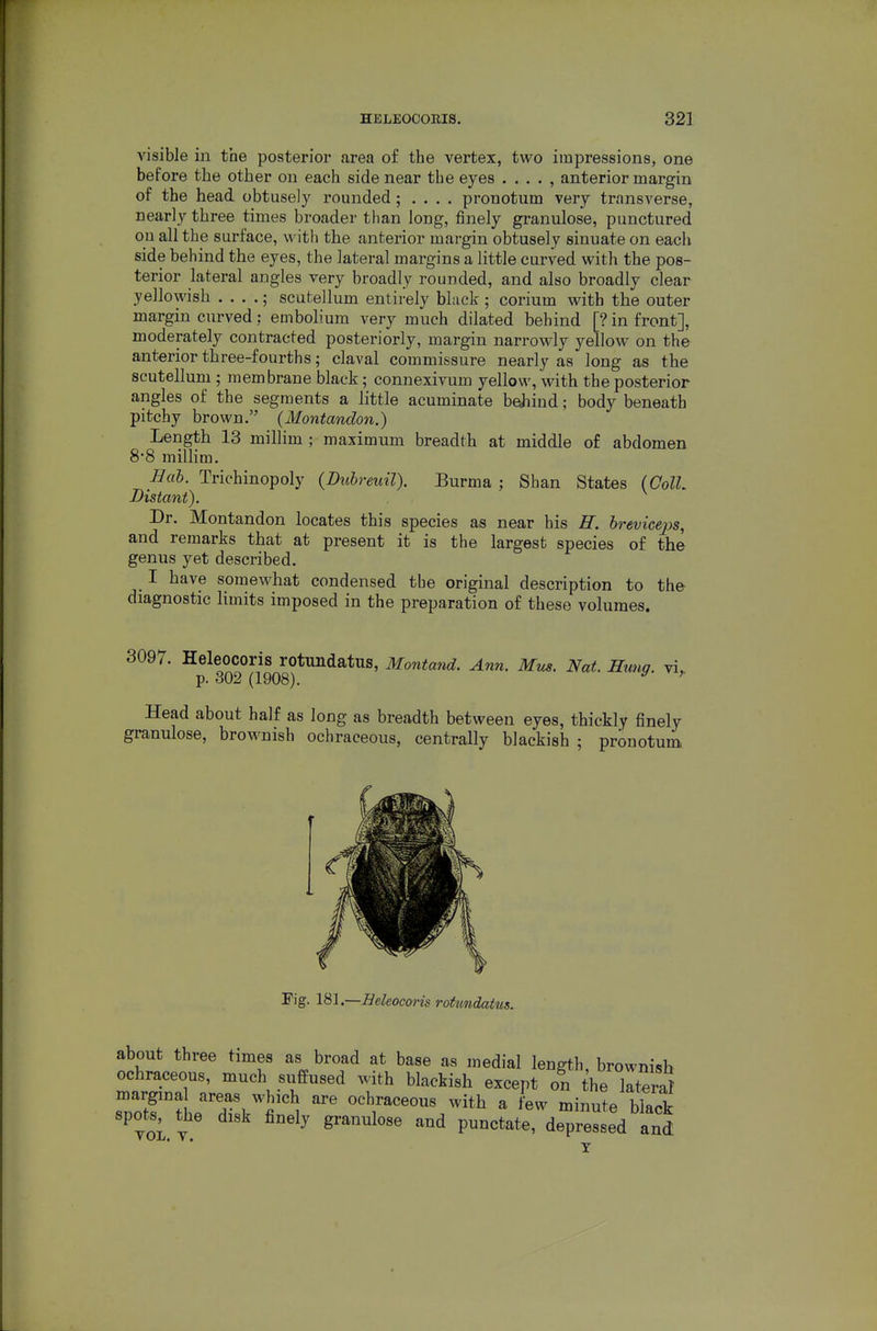 visible in the posterior area o£ the vertex, two impressions, one before the other on each side near the eyes . . . . , anterior margin of the head obtusely rounded; . . . . pronotum very transverse, nearly three times broader than long, finely granulose, punctured ou all the surface, with the anterior margin obtusely sinuate on each side behind the eyes, the lateral margins a little curved with the pos- terior lateral angles very broadly rounded, and also broadly clear yellowish . . . .; scutellum entirely black ; corium with the outer margin curved; embolium very much dilated behind [? in front], moderately contracted posteriorly, margin narrowly yellow on the anterior three-fourths; claval commissure nearly as long as the scutellum ; membrane black; connexivum yellow, with the posterior angles of the segments a little acuminate beJiiud; body beneath pitchy brown. {Montanclon.) Length 13 millim ; maximum breadth at middle of abdomen 88 millim. Hah. Trichinopoly (Duhreuil). Burma; Shan States (ColL genus yet described. I have somewhat condensed the original description to the diagnostic Hmits imposed in the preparation of these volumes. 3097. Heleocoris rotundatus, Montand. Ann. Mm. Nat. mmq. vi, p. 302 (1908). ^ ' Head about half as long as breadth between eyes, thickly finely granulose, brownish ochraceous, centrally blackish ; pronotum t Fig. 181.—Heleocoris rotundattcs.