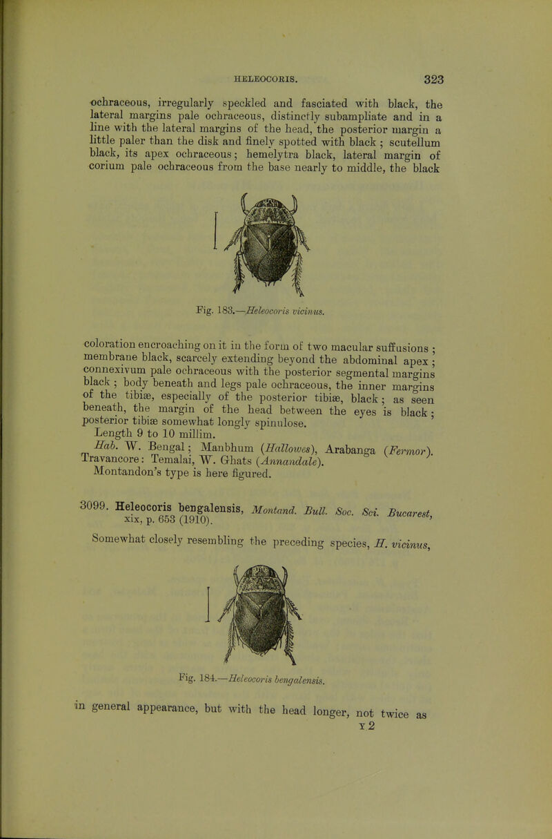 ■ochraceous, irregularly speckled and fasciated with black, the lateral margins pale ochraceous, distinctly subampliate and in a line with the lateral margins of the head, the posterior margin a little paler than the disk and finely spotted with black ; scutellum black, its apex ochraceous; hemelytra black, lateral margin of corium pale ochraceous from the base nearly to middle, the black Fig. 183.—Heleocoris vicinus. coloration encroaching on it in the form of two macular suffusions ; membrane black, scarcely extending beyond the abdominal apex • connexivum pale ochraceous with the posterior segmental margins black ; body beneath and legs pale ochraceous, the inner ma7-gins of the tibiae, especially of the posterior tibiae, black ; as seen beneath, the margin of the head between the eyes is black • posterior tibiae somewhat longly spinulose. ' Length 9 to 10 millim. Eah. W. Bengal; Manbhum {Hallowes), Arabanga (Fermor). Iravancore: Temalai, W. G-hats {Annandale). Montandon's type is here figured. 3099. Heleocoris beDgalensis, Montand. Bull. Soc. Sol Buoarest, XIX, p. 653 (1910). ' Somewhat closely resembling the preceding species, H. vicinus, Fig. 184.—Heleocm<s bengalensis. in general appearance, but with the head longer, not twice as t2