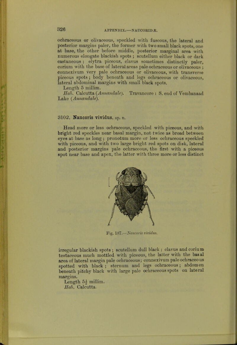 ochraceous or olivaceous, speckled with fuscous, the lateral and posterior margins paler, the former with two small black spots, one at base, the other before middle, posterior marginal area with numerous elongate blackish spots ; scutellum either black or dark castaneous ; elytra piceous, clavus sometimes distinctly paler, corium with the base of lateral areas pale ochraceous or olivaceous ; connexivum very pale ochraceous or olivaceous, with transverse piceous spots; body beneath and legs ochraceous or olivaceous, lateral abdominal margins with small black spots. Length 5 millim. Hah. Calcutta (Annandale). Travancore : S. end of Vembanaad Lake (Annandale). 3102. Naucoris vividus, sp. n. Head more or less ochraceous, speckled with piceous, and with bright red speckles near basal margin, not twice as broad between eyes at base as long ; pronotum more or less ochraceous speckled with piceous, and with two large bright red spots on disk, lateral and posterior margins pale ochraceous, the first with a piceous spot near base and apex, the latter with three more or less distinct Fig. 187.—Naiicoi'is vividus. irregular blackish spots ; scutellum dull black : clavus andcorium^ testaceous much mottled with piceous, the latter Avith the basal area of lateral margin pale ochraceous; connexivum pale ochraceous spotted with black; sternum and legs ochraceous; abdomen beneath pitchy black with large pale ochraceous spots on lateral margins. Length 5| millim. Hab. Calcutta.