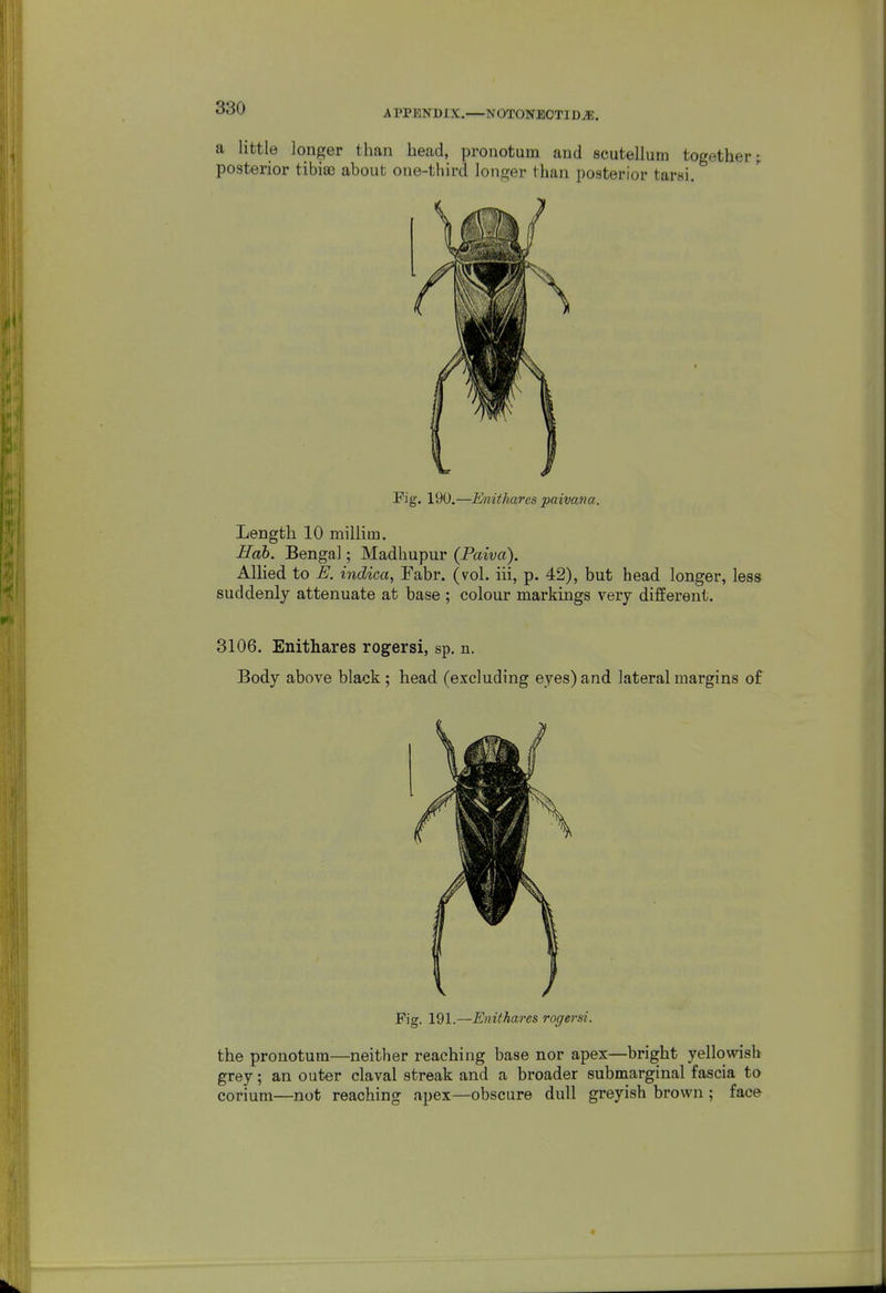 •J^^ APPENDIX.—NOTONBOTID^. a little longer than head, pronotum and scutellum together; posterior tibiae about one-third longer than posterior tarsi. Fig. 19U.—Enithares paivana. Length 10 millim. Hah. Bengal; Madhupur (Paiva). Allied to E. indica, Pabr. (vol. iii, p. 42), but head longer, less suddenly attenuate at base ; colour markings very different. 3106. Enithares rogersi, sp. n. Body above black; head (excluding eyes) and lateral margins of Fig. 191.—Enithares rogersi. the pronotum—neither reaching base nor apex—bright yellowish grey; an outer claval streak and a broader submarginal fascia to corium—not reaching apex—obscure dull greyish brown ; face