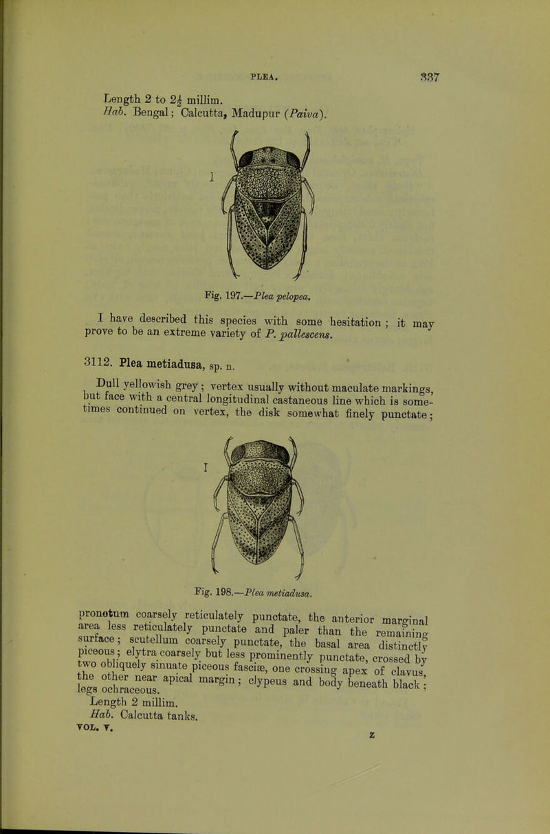 PLEA. Length 2 to 2| millim. Hah. Bengal; Calcutta, Madupur (Paiva). Fig. 197.—Plea pelopea. I have described this species with some hesitation ; it may prove to be an extreme variety of P. pallescens. 3112. Plea metiadusa, sp. n. Dull yellowish grey; vertex usually without maculate markings, but lace with a central longitudinal castaneous line which is some- times continued on vertex, the disk somewhat finely punctate- pronotum coarsely reticulately punctate, the anterior marginal ZTJr P?^^^*« paler than the remaining surface; scutellum coarsely punctate, the basal area distinctly piceous; elytra coarsely but less prominently punctate, crossed by two obliquely sinuate piceous fascia, one crossing apex of clavuf fegVofhracr.^^^^^^ ^^^^^^^ bo^y beneath black! Length 2 millim. Hab. Calcutta tanks TOL. T.