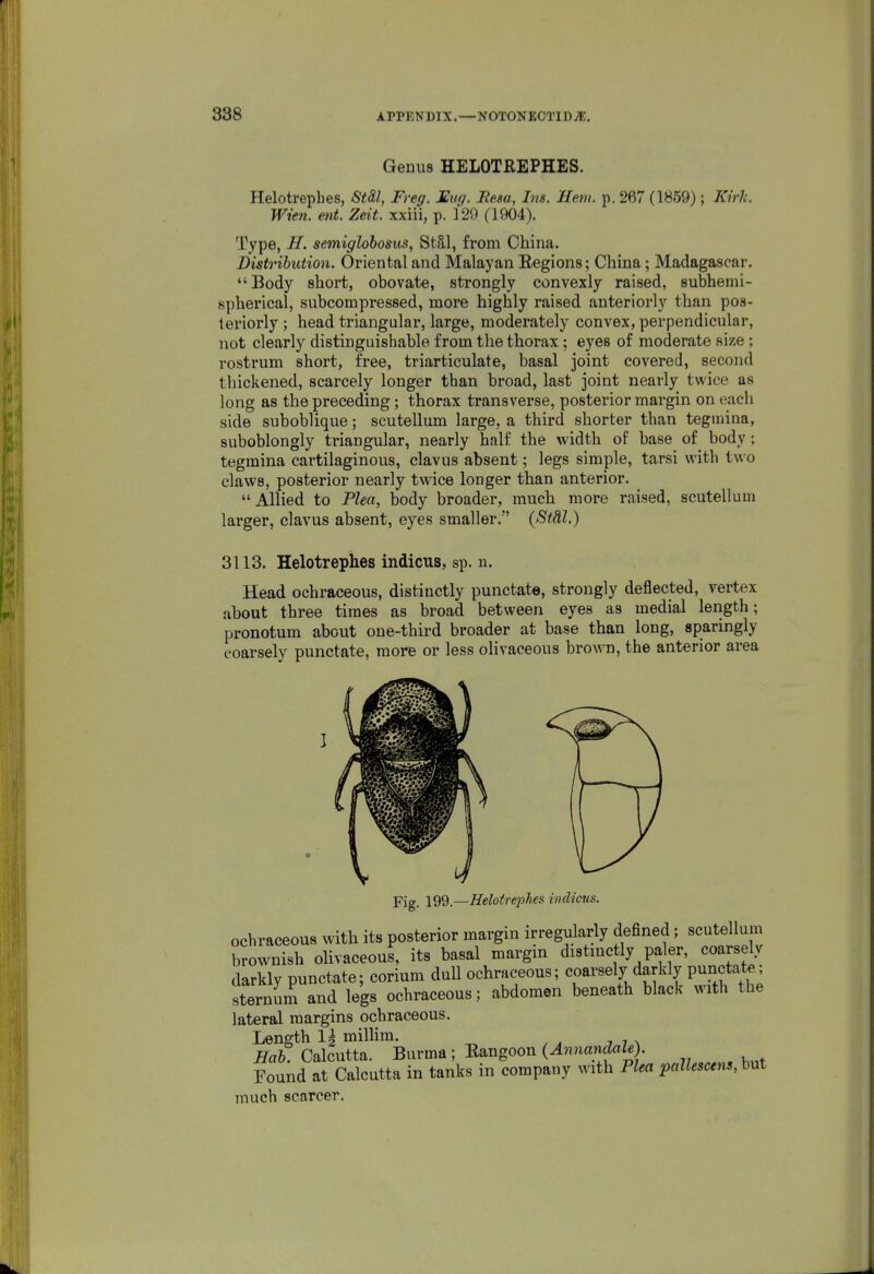 Genus HELOTREPHES. Helotrepbes, St&l, Freg. Euq. Rem, Ins. Hem. p. 267 (1859) ; Kirk. Wien. ent. Zeit. xxiii, p. 129 (1904). Type, H. semiglohosus, St§,l, from China. Distribution. Oriental and Malayan Eegions; China; Madagascar. Body short, obovate, strongly convexly raised, subhemi- spherical, subcompressed, more highly raised anteriorly than pos- teriorly ; head triangular, large, moderately convex, perpendicular, not clearly distinguishable from the thorax; eyes of moderate nize; rostrum short, free, triarticulate, basal joint covered, second thickened, scarcely longer than broad, last joint nearly twice as long as the preceding; thorax transverse, posterior margin on each side suboblique; scutellum large, a third shorter than tegniina, suboblongly triangular, nearly half the width of base of body; tegmina cartilaginous, clavus absent; legs simple, tarsi with two claws, posterior nearly twice longer than anterior. Allied to Plea, body broader, much more raised, scutellum larger, clavus absent, eyes smaller. (Stdl.) 3113. Helotrephes indicus, sp. n. Head ochraceous, distinctly punctate, strongly deflected, vertex about three times as broad between eyes as medial length; pronotum about one-third broader at base than long, sparingly coarsely punctate, more or less oHvaceous brown, the anterior area Fig. \Q%.—Helot.rej)hes indicus. ochraceous with its posterior margin irregularly defined; scutellum brownish oHvaceous, its basal margin distmctly paler, coarsely darkly punctate; corium dull ochraceous; coarsely darkly punctate; sternum and legs ochraceous; abdomen beneath black with the lateral margins ochraceous. Length 1^ milhm. Z/afc! Calcutta. Burma ; Eangoon (^nnancZaZd). Found at Calcutta in tanks in company with Plea palUscens, but much scarcer.