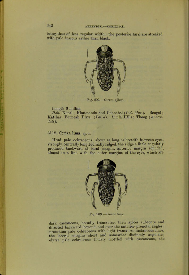 ^42 APPBlJDlX.—COBIXID^. being thus of less regular width; the posterior tarsi are streaked with pale fuscous rather thau black. Fig. 202.—Corixa affinis. Length 6 millim. Bab. Nepal; Khatmandu and Chonebal (Ind. Mus.). Bengal; Katihar, Purneah Distr. (Paiva). Simla Hills ; Theog (Anncm- dale). 3118. Corixa lima, sp. n. Head pale ocliraceous, about as long as breadth between eyes, strongly centrally longitudinally ridged, the ridge a little angularly produced backward at basal margin, anterior margin rounded, almost in a line with the outer margins of the eyes, which are Fig. 203.—Conxa lima. dark castaneous, broadly transverse, their apices subacute and directed backward beyond and over the anterior pronotal angles ; pronotum pale ochraceous with light transverse castaneous lines, the lateral margins short and somewhat distinctly angulate; elytra psle ochraceous thickly mottled with castaneous, the