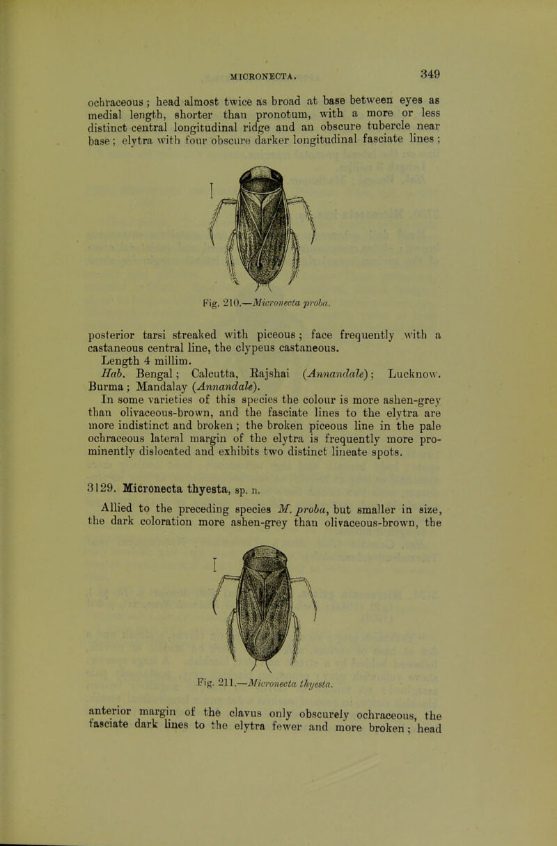 ochraceous; head almost twice as broad at base between eyes as medial length, shorter than pronotum, with a more or less distinct central longitudinal ridge and an obscure tubercle near base; elytra with four obscure darker longitudinal fasciate lines ; Fig. 210.—Microiiecta proba. posterior tarsi streaked with piceous ; face frequently with a castaneous central line, the clypeus castaneous. Length 4 millim. Hab. Bengal; Calcutta, Eajshai {Annanddle); Lucknow. Burma; Mandalay (Annandale). In some varieties of this species the colour is more ashen-grey than olivaceous-brown, and the fasciate lines to the elytra are more indistinct and broken; the broken piceous line in the pale ochraceous lateral margin of the elytra is frequently more pro- minently dislocated and exhibits two distinct lineate spots. 3129. Micronecta thyesta, sp. n. Allied to the preceding species M. proba, but smaller in size, the dark coloration more ashen-grey than olivaceous-brown, the Fig. 2U.—Micro7iecta tJiyesta. anterior margin of the clavus only obscurely ochraceous, the fasciate dark lines to the elytra fewer and more broken; head