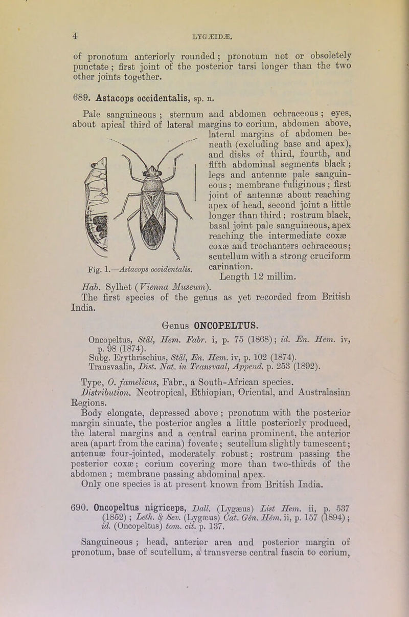 of pronotum anteriorly rounded; pronotnm not or obsoletely punctate; first joint of the posterior tarsi longer than the two other joints together. 689. Astacops occidentalis, sp. n. Pale sanguineous ; sternum and abdomen ochraceous; eyes, about apical third of lateral margins to corium, abdomen above, lateral margins of abdomen be- neath (excluding base and apex), and disks of third, fourth, ancl fifth abdominal segments black ; legs and antennae pale sanguin- eous ; membrane fuliginous ; first joint of antennae about reaching apex of head, second joint a little longer than third ; rostrum black, basal joint pale sanguineous, apex reaching the intermediate coxae coxae and trochanters ochraceous; scutellum with a strong cruciform carination. Length 12 millim. IIab. Sylhet ( Vienna Museum). The first species of the genus as yet recorded from British India. Fig. 1. —Astacops occidentalis. Genus ONCOPELTUS. Oncopeltus, Stal, Hem. Fabr. i, p. 75 (1868); id. En. Hem. iv, p. 98 (1874). Subg. Erythriscliius, Stal, En. Hem. iv, p. 102 (1874). Transvaalia, IJist. Nat. in Transvaal, Append, p. 253 (1892). Type, 0. famelicus, Pabr., a South-African species. Distribution. Neotropical, Ethiopian, Oriental, and Australasian Regions. Body elongate, depressed above ; pronotum with the posterior margin sinuate, the posterior angles a little posteriorly produced, the lateral margins and a central carina prominent, the anterior area (apart from the carina) foveate; scutellum slightly tumescent; antennae four-jointed, moderately robust; rostrum passing the posterior coxae; corium covering more than two-thirds of the abdomen ; membrane passing abdominal apex. Only one species is at present known from British India. 690. Oncopeltus nigriceps, Dali. (Lygaeus) List Hem. ii, p. 537 (1852) ; Leth. Sev. (Lygaeus) Cat. G6n. Hem. ii, p. 157 (1894) ; id. (Oncopeltus) tom. cit. p. 137. Sanguineous ; head, anterior area and posterior margin of pronotum, base of scutellum, a' transverse central fascia to corium,