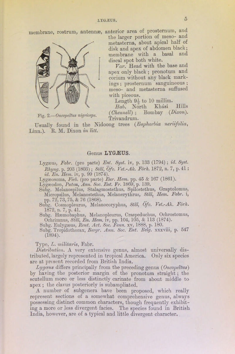 membrane, rostrum, antennae, anterior area of prosternum, and the larger portion of meso- and metasterna, about apical half of disk and apex of abdomen black; membrane with a basal and discal spot both white. Var. Head with the base and apex only black ; pronotum and corium without any black mark- ings ; prosternum sanguineous ; meso- and metasterna suffused with piceous. Length 94 to 10 millim. Bab. North Khnsi Hills (Chennell) ; Bombay (Dixon). Trivandrum. Fig. 2.—Oncopeltus nigriceps. Usually found in the Nidoong trees (Euphorbia neriifolia, Linn.). R. M. Dixon in litt. Genus LYG.EUS. Lygaeus, Fabr. (pro parte) Ent. Sgst. iv, p. 133 (1794); id. Syst. Fining, p. 203 (1803); SOI, Ofv. Vet.-Ak. Fork. 1872, n. 7, p. 41; id. En. Hem. iv, p. 99 (1874). Lygasosoma, Fieb. (pro parte) Fur. Hem. pp. 45 & 167 (1861). Lygfeodon, Puton, Ann. Soc. Ent. Fr. 1869, p. 139. Subg. Melanospilus, Stalagmostethus, Spilostethus, Graptolomus, Micropsilus, Melanostetkus, Melanerythrus, Still, Hem. Fabr. i, pp. 72,73, 75, & 76 (1868). Subg. Cosmopleurus, Melanocoryplius, St&l, Ofv. Vet.-Ak. Fork. 1872, n. 7, p. 41. Subg. Iiaemobapbus, Melanopleurus, Craspeduchus, Ochrostomus, Ochrimnus, StSl, En. Hem. iv, pp. 104,105, & 113 (1874). Subg. Eulygaeus, Reut. Act. Soc. Fenn. xv, 1888, p. 180. Subg. Tropidotkorax, Bergr. Ann. Soc. Ent. Belg. xxxviii, p. 547 (1894). Type, L. militaris, Fabr. Distribution. A very extensive genus, almost universally dis- tributed, largely represented in tropical America. Only six species are at present recorded from British India. Lygceus differs principally from the preceding genus (Oncopeltus) by having the posterior margin of the pronotum straight; the scutellum more or less distinctly carinate from about middle to apex ; the clavus posteriorly is subampliated. A number of subgenera have been proposed, which really represent sections of a somewhat comprehensive genus, always possessing distinct common characters, though frequently exhibit- ing a more or less divergent facies. The species found in British India, however, are of a typical and little divergent character.
