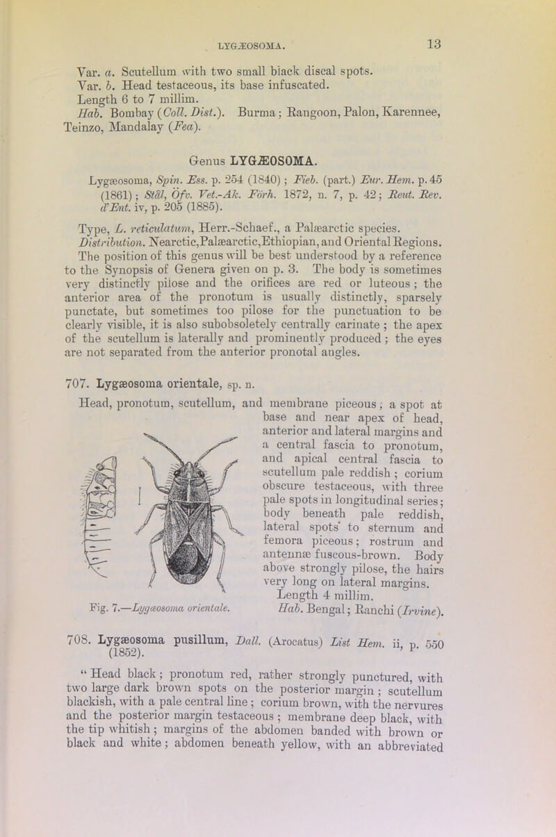 Yar. a. Scutellum with two small black cliseal spots. Var. b. Head testaceous, its base infuscated. Length 6 to 7 millim. Hob. Bombay {Coll. Dist.). Burma ; Rangoon, Palon, Karennee, Teinzo, Mandalay (Feci). Genus LYG2E0SQMA. Lygfeosoma, Spin. Ess. p. 254 (1840); Fieb. (part.) Ear. Hem. p. 45 (1861); St8.1, Ofv. Vet.-Ak. Fork. 1872, n. 7, p. 42; Rout. Rev. d’Ent. iv, p. 205 (1885). Type, L. reticulatum, Herr.-Schaef., a Pal fear e tic species. Distribution. Hearctic,Palaearctic,Ethiopian, and Oriental Eegions. The position of this genus will be best understood by a reference to the Synopsis of Genera given on p. 3. The body is sometimes very distinctly piiose and the orifices are red or luteous ; the anterior area of the pronotum is usually distinctly, sparsely punctate, but sometimes too pilose for the punctuation to be clearly visible, it is also subobsoletely centrally carinate ; the apex of the scutellum is laterally and prominently produced ; the eyes are not separated from the anterior pronotal angles. 707. Lygaeosoma orientale, sp. n. Head, pronotum, scutellum, and membrane piceous, a spot at base and near apex of bead, anterior and lateral margins and a central fascia to pronotum, and apical central fascia to scutellum pale reddish; corium obscure testaceous, with three pale spots in longitudinal series; body beneath pale reddish, lateral spots' to sternum and femora piceous; rostrum and antennm fuscous-brown. Body above strongly pilose, the hairs very long on lateral margins. Length 4 millim. Hub. Bengal; Eanchi (Irvine). Fig. 7.—Lt/gaosoma orientale. 708. Lygaeosoma pusillum, Dali. (Arocatus) List Hem ii D 5.50 (1852). ’ “ Head black ; pronotum red, rather strongly punctured, with two large dark brown spots on the posterior margin; scutellum blackish, with a pale central line ; corium brown, with the nervures and the posterior margin testaceous ; membrane deep black, with the tip whitish; margins of the abdomen banded with brown or black and white; abdomen beneath yellow, with an abbreviated