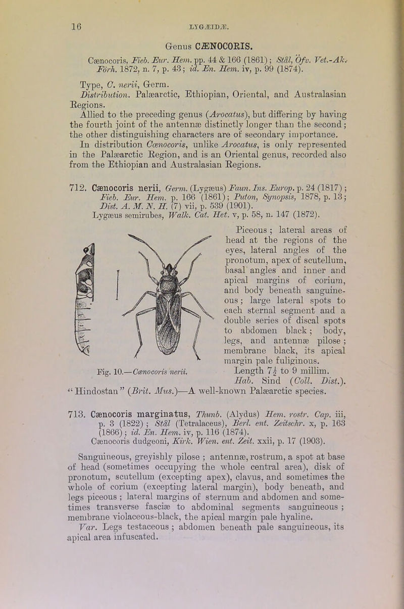 Genus C-ffiNOCOPJS. Caenocoris, Fieb. Fur. Hem. pp. 44 & 166 (1861) ; St&l, Ofo. Vet.-Ak.■ Fork. 1872, n. 7, p. 43; id. En. Hem. iv, p. 99 (1874). Type, C. nerii, Gei’m. Distribution. Palaearctic, Ethiopian, Oriental, and Australasian Regions. Allied to the preceding genus (Arocatus), but differing by having the fourth joint of the antennae distinctly longer than the second; the other distinguishing characters are of secondary importance. In distribution Caenocoris, unlike Arocatus, is only represented in the Palaearctic Region, and is an Oriental genus, recorded also from the Ethiopian and Australasian Regions. 712. Caenocoris nerii, Germ. (Lygaeus) Faun. Ins. Europ. p. 24 (1817); Fieb. Eur. Hem. p. 166 (1861); Puton, Synopsis, 1878, p. 13; Hist. A. M. N. H. (7) vii, p. 539 (1901). Lygaeus semirubes, Walk. Cat. Het. v, p. 58, n. 147 (1872). Piceous; lateral areas of head at the regions of the eyes, lateral angles of the pronotum, apex of scutellum, basal angles and inner and apical margins of corium, and body beneath sanguine- ous ; large lateral spots to each sternal segment and a double series of discal spots to abdomen black; body, legs, and antennae pilose ; membrane black, its apical margin pale fuliginous. Length 7g to 9 millim. Hub. Sind {Coll. Dist.). “Hindostan” {Brit. Mus.)—A well-known Palaearctic species. 713. Caenocoris marginatus, Thunb. (Alydus) Hem. rostr. Cap. iii, p. 3 (1822) ; St&l (Tetralaceus), Berl. ent. Zeitschr. x, p. 163 (1866) ; id. En. Hem. iv, p. 116 (1874). Caenocoris dudgeoni, Kirk. Wien. ent. Zeit. xxii, p. 17 (1903). Sanguineous, greyishly pilose ; antennae, rostrum, a spot at base of head (sometimes occupying the whole central area), disk of pronotum, scutellum (excepting apex), clavus, and sometimes the whole of corium (excepting lateral margin), body beneath, and legs piceous ; lateral margins of sternum and abdomen and some- times transverse fasciae to abdominal segments sanguineous ; membrane violaceous-black, the apical margin pale hyaline. Var. Legs testaceous ; abdomen beneath pale sanguineous, its apical area infuscated.