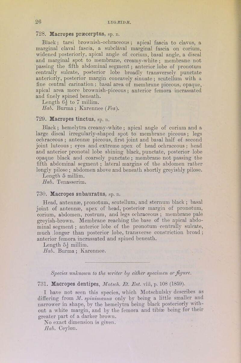 728. Macropes praecerptus, sp. n. BJack; tarsi brownish-ochraceous; apical fascia to clavus, a marginal claval fascia, a subclaval marginal fascia on corium, widened posteriorly, apical angle of corium, basal angle, a discai and marginal spot to membrane, creamy-white ; membrane not passing the fifth abdominal segment; anterior lobe of pronotum centrally sulcate, posterior lobe broadly transversely punctate anteriorly, posterior margin concavely sinuate; scutellum with a fine central carination; basal area of membrane piceous, opaque, apical area more brownish-piceous; anterior femora incrassated and finely spined beneath. Length 6| to 7 millim. Hob. Burma ; Karennee {Feci). 729. Macropes tinctus, sp. n. Black; hemelytra creamy-white; apical angle of corium and a large discai irregularly-shaped spot to membrane piceous; legs ochraceous ; antennae piceous, first joint and basal half of second joint luteous ; eyes and extreme apex of head ochraceous ; head and anterior pronotal lobe shining black, punctate, posterior lobe opaque black and coarsely punctate; membrane not passing the fifth abdominal segment; lateral margins of the abdomen rather longly pilose; abdomen above and beneath shortly greyisbly pilose. Length 5 millim. Hob. Tenasserim. 730. Macropes subauratus, sp. n. Head, antennae, pronotum, scutellum, and sternum black ; basal joint of antennae, apex of head, posterior margin of pronotum, corium, abdomen, rostrum, and legs ochraceous ; membrane pale greyish-brown. Membrane reaching the base of the apical abdo- minal segment; anterior lobe of the pronotum centrally sulcate, much longer than posterior lobe, transverse constriction broad; anterior femora incrassated and spined beneath. Length 5| millim. Hub. Burma; Karennee. Species unlcnoum to the writer by either specimen or figure. 731. Macropes dentipes, Motsch. Ft. Fnt. viii, p. 108 (1859). I have not seen this species, which Motschulskv describes as differing from M. spinimanus only by being a little smaller and narrower in shape, bv the hemelytra being black posteriorly with- out a white margin, and by the femora and tibiae being for their greater part of a darker brown. No exact dimension is given. Hab. Ceylon.