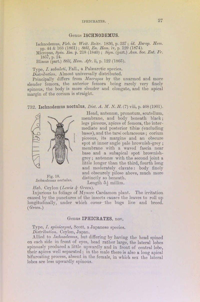 IPHICBATES. Genus ISCHNODEMUS. Isclinodemus, Fieb. in Writ. Beitr. 1836, p. 337; id. Europ. Hem. pp. 44 & 163 (1861) ; Stdl, En. Hem. iv, p. 129 (1874). Micropus, Spin. Ess. p. 218 (1840) ; Sign, (part.) Ann. Soc. Ent. Fr. 1857, p. 24. Blissus (part.) Stdl, Hem. Afr. ii, p. 122 (1865). Type, I. sabuleti, Fall., a Palsearctic species. Distribution. Almost universally distributed. Principally differs from Macropes by the unarmed and more slender femora, the anterior femora being rarely very finely spinous, the body is more slender and elongate, and the apical margin of the corium is straight. 732. Isclinodemus noctulus, List. A. M. N. II. (7) viii, p. 468 (1901). Head, antennae, pronotum, scutellum, membrane, and body beneath black; legs piceous, apices of femora, the inter- mediate and posterior tibiae (excluding bases), and the tarsi ochraceous ; corium piceous, its margins and an obscure spot at inner angle pale brownish-grey ; membrane with a waved fascia near base and a subapical spot brownish- grey ; antennm with the second joint a little longer than the third, fourth long and moderately clavate: body finely and obscurely pilose above, much more distinctly so beneath. Length 5| millim. Hab. Ceylon (Lewis cf- Green). Injurious to foliage of Mysore Cardamon plant. The irritation caused by the punctures of the insects causes the leaves to roll up longitudinally, under which cover the bugs live and breed. (Green.) Fig. 18. Isclinodemus noctulus. Genus IPHICRATES, nov. Type, I. spinicaput, Scott, a Japanese species. Distribution. Ceylon, Japan. Allied to Ischnoclemus, but differing by having the head spined on each side in front of eyes, head rather large, the lateral lobes spinously produced a little upwardly and in front of central lobe, their apices well separated; in the male there is also a long apical bifurcating process, absent in the female, in which sex the lateral lobes are less upwardly spinous.