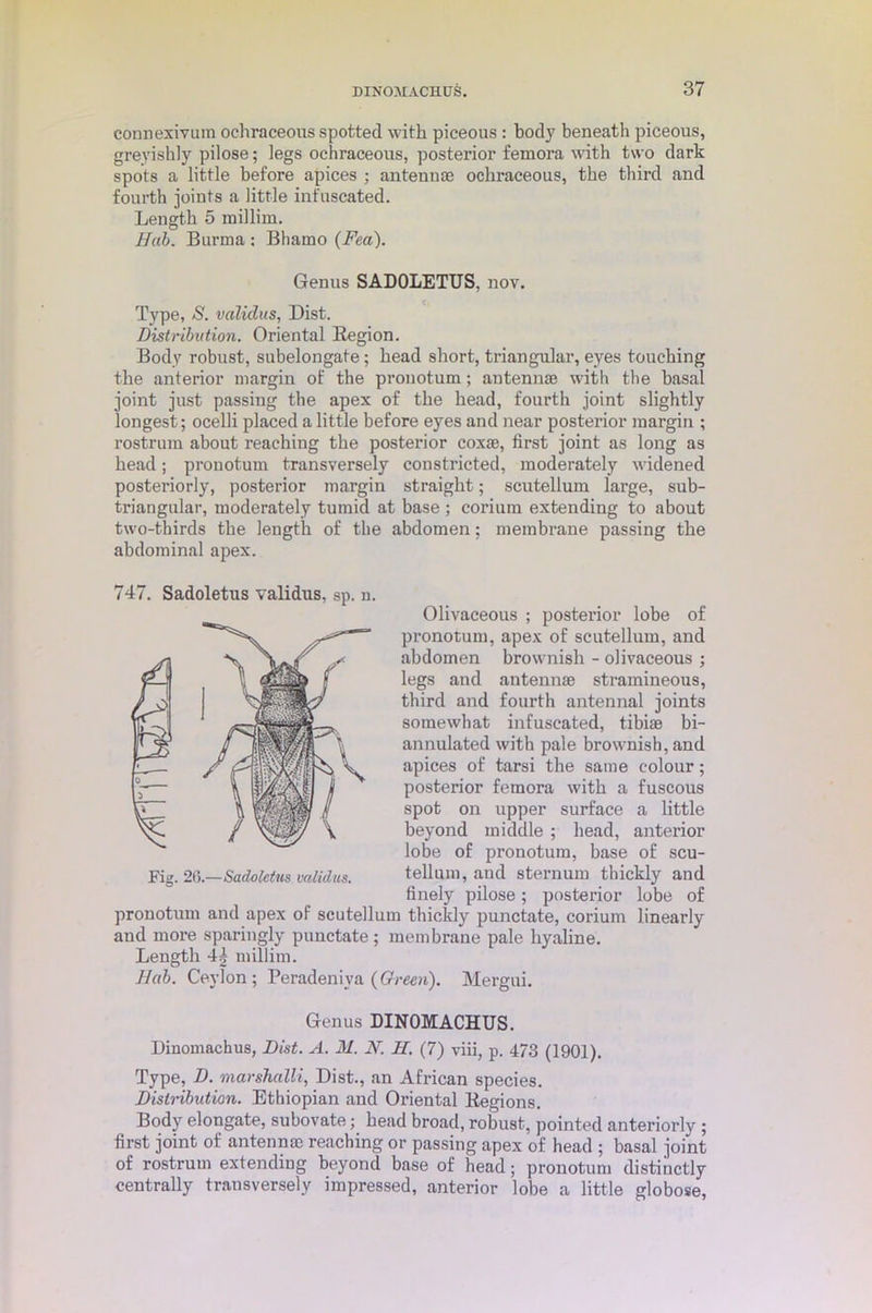 connexivum ochraceous spotted with piceous : body beneath piceous, greyishly pilose; legs ochraceous, posterior femora with two dark spots a little before apices ; antennae ochraceous, the third and fourth joints a little infuscated. Length 5 millim. Hub. Burma ; Bhamo (Fea). Genus SADOLETUS, nov. Type, S. validus, Dist. Distribution. Oriental Region. Body robust, subelongate; head short, triangular, eyes touching the anterior margin of the pronotum; antennae with the basal joint just passing the apex of the head, fourth joint slightly longest; ocelli placed a little before eyes and near posterior margin ; rostrum about reaching the posterior coxae, first joint as long as head; pronotum transversely constricted, moderately widened posteriorly, posterior margin straight; scutellum large, sub- triangular, moderately tumid at base; eorium extending to about two-thirds the length of the abdomen; membrane passing the abdominal apex. Olivaceous ; posterior lobe of pronotum, apex of scutellum, and abdomen brownish - olivaceous ; legs and antennae stramineous, third and fourth antennal joints somewhat infuscated, tibiae bi- annulated with pale browmish, and apices of tarsi the same colour; posterior femora with a fuscous spot on upper surface a little beyond middle ; head, anterior lobe of pronotum, base of scu- tellum, and sternum thickly and finely pilose; posterior lobe of pronotum and apex of scutellum thickly punctate, eorium linearly and more sparingly punctate; membrane pale hyaline. Length 44 millim. Dub. Ceylon; Peradeniya (Green). Mergui. Genus DINOMACHUS. Dinomachus, Dist. A. M. N. H. (7) viii, p. 473 (1901). Type, D. marshalli, Dist., an African species. Distribution. Ethiopian and Oriental Regions. Body elongate, subovate; head broad, robust, pointed anteriorly ; first joint of antenna? reaching or passing apex of head ; basal joint of rostrum extending beyond base of head; pronotum distinctly centrally trausversely impressed, anterior lobe a little globose, 747. Sadoletus validus, sp. n.