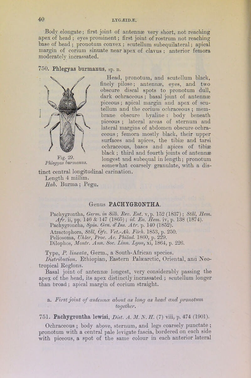 Body elongate: first joint of antenna: very short, not reaching apex of head ; eyes prominent; first joint of rostrum not reaching base of head ; prouotum convex ; scutellum subequilateral; apical margin of cerium sinuate near apex of clavus ; anterior femora moderately incrassated. 750. Phlegyas burmanus, sp. u. Pachygrontha, Germ, in Silb. Rev. Ent. v, p. 152 (1837); Stal, Hem. Afr. ii, pp. 146 & 147 (I860); id. En. Hem. iv, p. 138 (1874). Pachygroncha, Spin. Gen. d’Ins. Atr. p. 140 (1852). Atractophora, St Si, Ofv. Vet.-Ak. Fork. 1853, p. 250. Peliosoma, TJhler, Proc. Ac. Philad. 1860, p. 229. Diloplios, Montr. Ann. Soc. Linn. Lyon, xi, 1864, p. 226. Type, P. lineaia, Germ., a South-African species. Distribution. Ethiopian, Eastern Palaearctic, Oriental, and Neo- tropical Regions. Basal joint of antennae longest, very considerably passing the apex of the head, its apex distinctly incrassated ; scutellum longer than broad : apical margin of corium straight. a. First joint of antennce about as long as head and pronotum together. 751. Pachygrontha lewisi, Hist. A.M.N.H. (7) viii, p. 474 (1901). Ochraceous ; body above, sternum, and legs coarsely punctate ; pronotum with a central pale levigate fascia, bordered on each side with piceous, a spot of the same colour in each anterior lateral Head, pronotum, and scutellum black, finely pilose; antennse, eyes, and two obscure discal spots to pronotum dull, dark ochraceous ; basal joint of antennae piceous; apical margin and apex of scu- tellum and the corium ochraceous ; mem- brane obscure hyaline : body beneath piceous ; lateral areas of sternum and lateral margins of abdomen obscure ochra- ceous ; femora mostly black, their upper surfaces and apices, the tibiae and tarsi ochraceous, bases and apices of tibiae black ; third and foui’th joints of antennae longest and subequal in length; pronotum somewhat coarsely granulate, with a dis- tinct central longitudinal carination. Length 4 millim. Hob. Burma; Pegu. Genus PACHYGRONTHA.