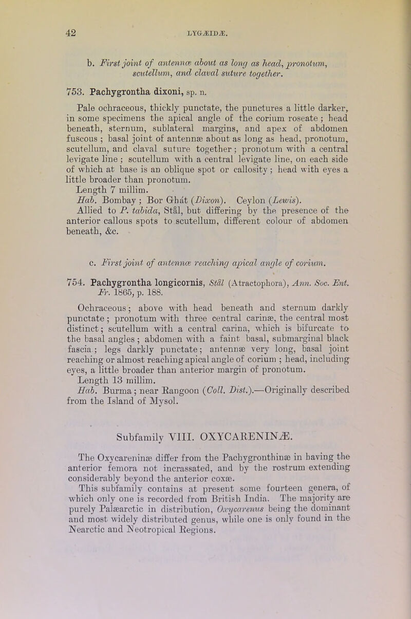 b. First joint of antennce about as long as head, pronotum, scutellum, and claval suture together. 753. Pacliygrontlia dixoni, sp. n. Pale ochraceous, thickly punctate, the punctures a little darker, in some specimens the apical angle of the corium roseate; head beneath, sternum, sublateral margins, and apex of abdomen fuscous ; basal joint of antennae about as long as head, pronotum, scutellum, and claval suture together; pronotum with a central levigate line ; scutellum with a central levigate line, on each side of which at base is an oblique spot or callosity ; head with eyes a little broader than pronotum. Length 7 millim. Sab. Bombay ; Bor Ghat (Dixon). Ceylon (Lewis). Allied to P. tabida, Stal, but differing by the presence of the anterior callous spots to scutellum, different colour of abdomen beneath, &c. c. First joint of antennce reaching apical angle of corium. 754. Pachygrontha longicornis, Stal (Atractopliora), Ann. Sue. Ent. Fr. 1865, p. 188. Ochraceous; above with head beneath and sternum darkly punctate ; pronotum with three central carinse, the central most distinct; scutellum with a central carina, which is bifurcate to the basal angles ; abdomen with a faint basal, submarginal black fascia; legs darkly punctate; antennae very long, basal joint reaching or almost reaching apical angle of corium ; head, including eyes, a little broader than anterior margin of pronotum. Length 13 millim. Sab. Burma; near Rangoon (Coll. Dist.).—Originally described from the Island of Mysol. Subfamily VIII. OXYCARENINiE. The Oxycareninse differ from the Pachygronthinae in having the anterior femora not incrassated, and by the rostrum extending considerably beyond the anterior coxas. This subfamily contains at present some fourteen genera, of which only one is recorded from British India. The majority are purely Palaearctic in distribution, O.vycarenus being the dominant and most widely distributed genus, while one is only found in the Nearctic and Neotropical Regions.
