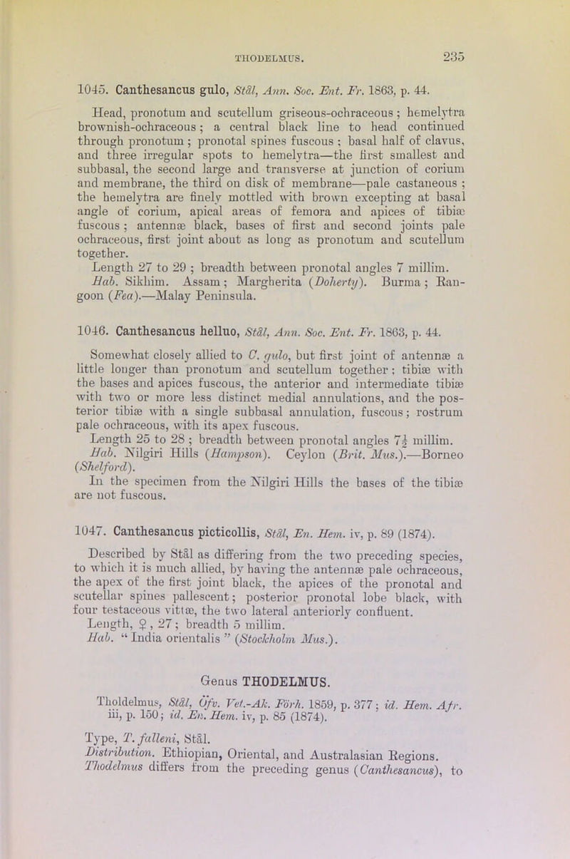 1045. Canthesancus gulo, Stfil, Ann. Soc. Ent. Fr. 1863, p. 44. Head, pronotum aud scutellum griseous-ochraceous ; hemelytra brownish-ochraceous; a central black line to head continued through pronotum ; pronotal spines fuscous ; basal half of clavus, and three irregular spots to hemelytra—the hrst smallest aud subbasal, the second large and transverse at junction of corium and membrane, the third on disk of membrane—pale castaueous ; the hemelytra are finely mottled with brown excepting at basal angle of corium, apical areas of femora and apices of tibia) fuscous ; antennae black, bases of first and second joints pale ochraceous, first joint about as loug as pronotum and scutellum together. Length 27 to 29 ; breadth between pronotal angles 7 millim. Bab. Sikhim. Assam; Margherita {Doherty). Burma ; Ban- goon {Fea).—Malay Peninsula. 1046. Canthesancns helluo, Stdl, Ann. Soc. Ent. Fr. 1863, p. 44. Somewhat closely allied to C. gulo, but first joint of antennae a little longer than pronotum and scutellum together; tibiae with the bases and apices fuscous, the anterior and intermediate tibiae with two or more less distinct medial annulations, and the pos- terior tibiae with a single subbasal annulation, fuscous; rostrum pale ochraceous, with its apex fuscous. Length 25 to 28 ; breadth between pronotal angles 7i millim. Bab. Nilgiri Hills (Hampson). Ceylon {Brit. Mus.).—Borneo (Shelforcl). In the specimen from the Nilgiri Hills the bases of the tibiae are not fuscous. 1047. Canthesancus picticollis, Stdl, En. Hem. iv, p. 89 (1874). Described by Stfil as differing Horn the two preceding species, to which it is much allied, by having the antennae pale ochraceous, the apex of the first joint black, the apices of the pronotal and scutellar spines pallescent; posterior pronotal lobe black, with four testaceous vittae, the two lateral anteriorly confluent. Length, $ , 27; breadth 5 millim. Hab. “ India orientalis ” (Stockholm Mus.). Genus THODELMUS. Tholdelmus, Stdl, Ofv. Vet.-Ah. Fork. 1859, p. 377: id. Hem. Afr. iii, p. 150; id. En. Hem. iv, p. 85 (1874). Type, T.falleni, Still. Distribution. Ethiopian, Oriental, and Australasian Begions. Fhodelmus differs from the preceding genus (Canthesancus), to