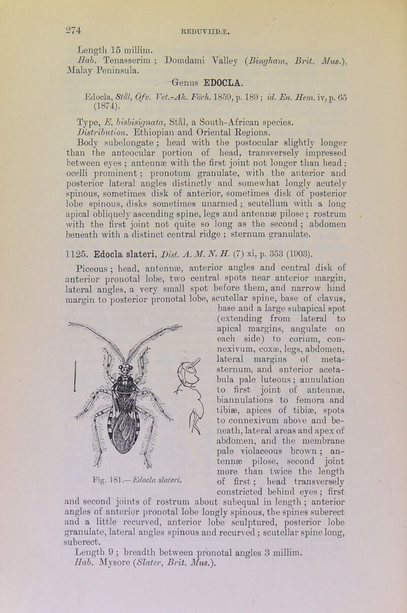 Length 15 millim. Bab. Tenasserhn ; Domdami Valley (Bingham, Brit. Mus.). Malay Peninsula. Genus EDOCLA. Eclocla, Stdl, Ofv. Vet.-Ak. Fork. 1859, p. 189 ; id. Bn. Hem. iv, p. Go (1874). Type, E. bisbisignata, Still, a South-African species. Distribution. Ethiopian and Oriental Regions. Body subelongate ; head with the postocular slightly longer than the anteocular portion of head, transversely impressed between eyes ; antennae with the first joint not longer than head; ocelli prominent; pronotum granulate, with the anterior and posterior lateral angles distinctly and somewhat longly acutely spinous, sometimes disk of anterior, sometimes disk of posterior lobe spinous, disks sometimes unarmed; sen tell um with a long apical obliquely ascending spine, legs and antenme pilose ; rostrum with the first joint not quite so long as the second ; abdomen beneath with a distinct central ridge ; sternum granulate. 1125. Edocla slateri, Dist. A. M. JY. H. (7) xi, p. 353 (1903). Piceous ; head, antennae, anterior angles and central disk of anterior pronotal lobe, twTo central spots near anterior margin, lateral angles, a very small spot before them, and narrow hind margin to posterior pronotal lobe, scutellar spine, base of clavus, base and a large subapical spot (extending from lateral to apical margins, angulate on each side) to corium, con- nexivum, cox*, legs, abdomen, lateral margins of meta- sternum, and anterior aceta- bula pale luteous; annulation to first joint of antennae, biannulations to femora and tibiae, apices of tibiae, spots to connexivum above and be- neath, lateral areas and apex of abdomen, and the membrane pale violaceous brown ; an- tennae pilose, second joint more than twice the length of first; head transversely constricted behind eyes; first and second joints of rostrum about subequal in length ; anterior angles of anterior pronotal lobe longly spinous, the spines suberect and a little recurved, anterior lobe sculptured, posterior lobe granulate, lateral angles spinous and recurved; scutellar spine long, suberect. Length 9 ; breadth between pronotal angles 3 milliin. Hub. Mysore (Slater, Brit. Mus.).