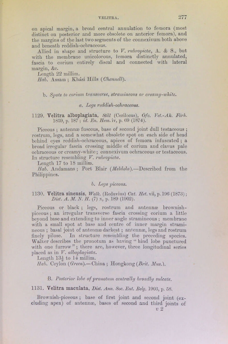 on apical margin, a broad central annulation to femora (most distinct on posterior and more obsolete on anterior femora), and the margins of the last two segments of the connexivum both above and beneath reddish-ochraceous. Allied in shape and structure to V. rubropicta, A. & S., but with the membrane unicolorous, femora distinctly annulated, fascia to corium entirely discal and connected with lateral margin, &c. Length 22 millim. Hah. Assam ; Khasi Hills (Ohennell). b. Spots to corium transverse, stramineous or creamy-white, a. Legs reddisli-ochraceous. 1129. Velitra alboplagiata, Suit (Cerilocus), Ofo. Vet.-Ak. Fork. 1859, p. 187 ; id. En. Hem. iv, p. (39 (1874). Piceous ; antennae fuscous, base of second joint dull testaceous ; rostrum, legs, and a somewhat obsolete spot on each side of head behind eyes reddish-ochraceous, apices of femora infuscated; a broad irregular fascia crossing middle of corium and clavus pale ocbraceous or creamy-white; connexivum ochraceous or testaceous. In structure resembling V. rubropicta. Length 17 to 18 millim. Hab. Andamans ; Port Blair (Meldola).—Described from the Philippines. b. Legs piceous. 1130. Velitra sinensis, Walk. (Reduvius) Cat. Het. vii, p. 196 (1873); Hist. A. M. N. II. (7) x, p. 189 (1902). Piceous or black ; legs, rostrum and antenna; brownisk- piceous; an irregular transverse fascia crossing corium a little beyond base and extending to inner angle stramineous ; membrane with a small spot at base and centre of inner margin strami- neous ; basal joint of antennae darkest; antennae, legs and rostrum finely pilose. In structure resembling the preceding species. Walker describes the pronotum as having “ hind lobe punctured with one furrow”; there are, however, three longitudinal series placed as in V. alboplagiata. Length 13| to 14 millim. llab. Ceylon {Green).— China; Hongkong {Brit. Musi). B. Posterior lobe of pronotum centrally broadly sulcate. 1131. Velitra maculata, Hist. Ann. Soc.Ent. Bely. 1903, p. 58. Brownish-piceous ; base of first joint and second joint (ex- cluding apex) of antennae, bases of second and third joints of
