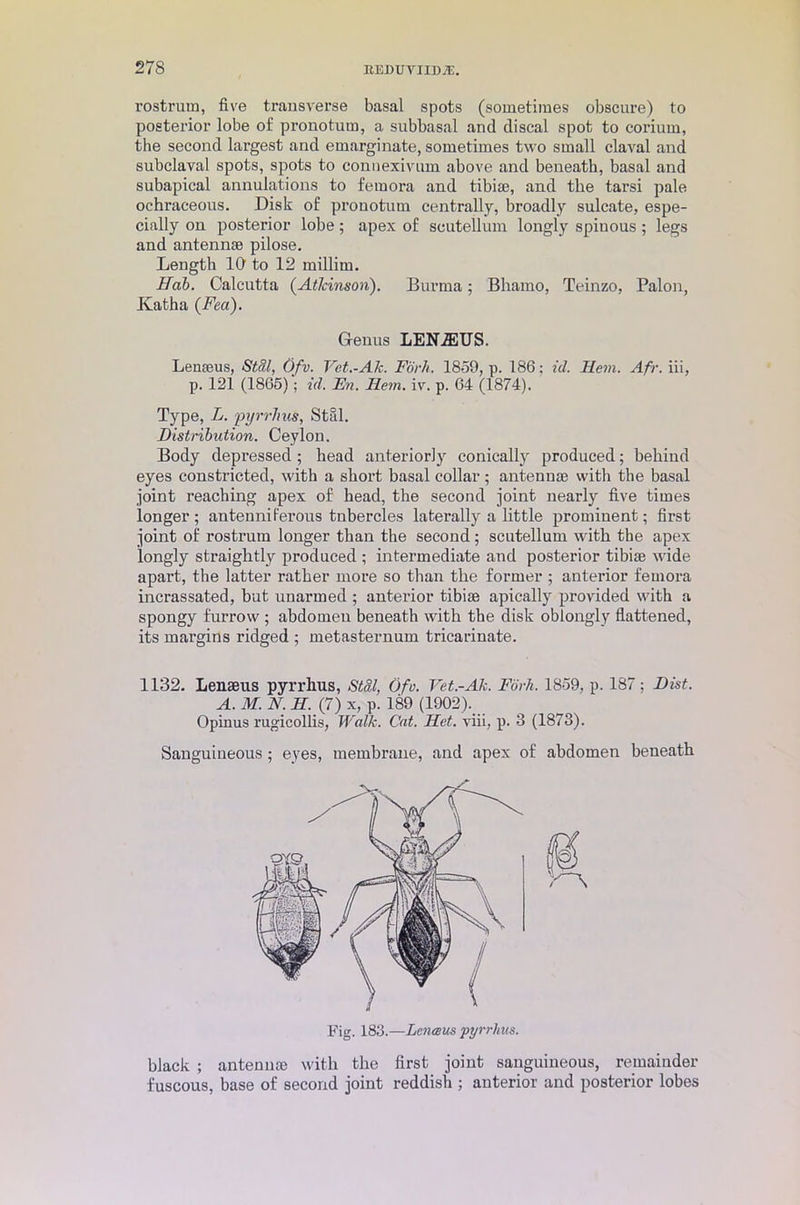rostrum, five transverse basal spots (sometimes obscure) to posterior lobe of pronotum, a subbasal and discal spot to coriurn, the second largest and emarginate, sometimes two small claval and subclaval spots, spots to connexivum above and beneath, basal and subapical annulations to femora and tibia?, and the tarsi pale ochraceous. Disk of pronotum centrally, broadly sulcate, espe- cially on posterior lobe; apex of scutellum longly spinous ; legs and antennae pilose. Length 10 to 12 millim. Hob. Calcutta (Atlcinson). Burma; Bhaino, Teinzo, Palon, Katha {Feci). Genus LEN^US. Lenaeus, Stdl, Ofv. Vet.-Ak. Fork. 1859, p. 186; id. Hem. Afr. iii, p. 121 (1865)'; id. En. Hem. iv. p. 64 (1874). Type, L. pyrrJius, Stal. Distribution. Ceylon. Body depressed ; head anteriorly conically produced; behind eyes constricted, with a short basal collar ; antennae with the basal joint reaching apex of head, the second joint nearly five times longer; antenniferous tubercles laterally a little prominent; first joint of rostrum longer than the second; scutellum with the apex longly straightly produced ; intermediate and posterior tibiae wide apart, the latter rather more so than the former ; anterior femora incrassated, but unarmed ; anterior tibiae apically provided with a spongy furrow ; abdomen beneath with the disk oblongly flattened, its margins ridged ; metasternum tricarinate. 1132. Lenaeus pyrrhus, Stdl, Ofo. Vet.-Ak. Fork. 1859, p. 187; Hist. A. M. N. H. (7) x, p. 189 (1902). Opinus rugicollis, Walk. Cat. Hot. viii, p. 3 (1873). Sanguineous ; eyes, membrane, and apex of abdomen beneath Fig. 183.—Leneeus pyrrhus. black ; antennae with the first joint sanguineous, remainder fuscous, base of second joint reddish ; anterior and posterior lobes