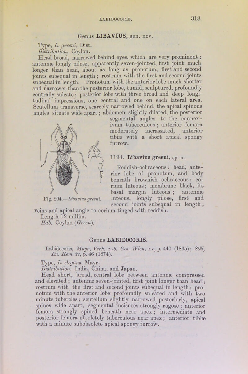 Genus LIBAVIUS, gen. nov. Type, L. greeni, Dist. Distribution. Ceylon. Head broad, narrowed behind eyes, which are very prominent; antennae longly pilose, apparently seven-jointed, first joint much longer than head, about as long as pronotum, first and second joints subequal in length ; rostrum with the first and second joints subequal in length. Pronotum with the anterior lobe much shorter and narrower than the posterior lobe, tumid, sculptured, profoundly centrally sulcate; posterior lobe with three broad and deep longi- tudinal impressions, one central and one on each lateral area. Scutellum transverse, scarcely narrowed behind, the apical spinous angles situate wide apart; abdomen slightly dilated, the posterior segmental angles to the connex- ivum tuberculous ; anterior femora moderately incrassated, anterior tibiae with a short apical spongy furrow. 1194. Libavius greeni, sp. n. Reddish-ocbraceous ; head, ante- rior lobe of pronotum, and body beneath brownish - ochraceous ; co- rium luteous; membrane black, its basal margin luteous ; antennae luteous, longly pilose, first and second joints subequal in length; veins and apical angle to coriurn tinged with reddish. Length 12 millira. Hub. Ceylon (Green). Fig. 204.—Libavius greeni. Genus LABIDOCORIS. Labidocoris, Mayr, Verb. s.-b. Ges. Wien, xv, p. 440 (1865); Stdl, En. Hem. iv, p. 46 (1874). Type, L. elegans, Mayr. Distribution. India, China, and Japan. Head short, broad, central lobe between antennao compressed and elevated ; antennae seven-jointed, first joint longer than head ; rostrum with the first and second joints subequal in length; pro- notum with the anterior lobe profoundly sulcated and with two minute tubercles; scutellum slightly narrowed posteriorly, apical spines wide apart, segmental incisures strongly rugose; anterior femora strongly spined beneath near apex; intermediate and posterior femora obsoletely tuberculous near apex; anterior tibiae with a minute subobsolete apical spongy furrow.