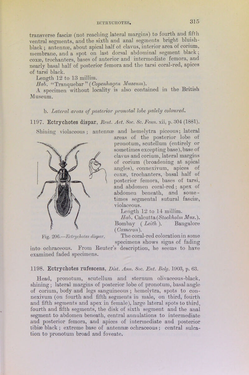 ECTRYCHOTES, transverse fascia} (not reaching lateral margins) to fourth and fifth ventral segments, and the sixth and anal segments bright bluish- black ; antennae, about apical half ot clavus, interior area of corium, membrane, and a spot on last dorsal abdominal segment black; coxm, trochanters, bases of anterior and intermediate femora, and nearly basal half of posterior femora and the tarsi coral-red, apices of tarsi black. Length 12 to 13 millim. Hah. “Tranquebar ” ( Copenhagen Mmeum).. A specimen without locality is also contained in the British Museum. b. Lateral areas of posterior pronotal lobe palely coloured. 1197. Ectrychotes dispar, Rent. Act. Soc. Sc. Fenn. xii, p. 304 (1881). Shining violaceous ; antennae and hemelytra piceous; lateral areas of the posterior lobe of pronotum, scutellum (entirely or sometimes excepting base), base of clavus and corium, lateral margins of corium (broadening at apical angles), eonnexivum, apices of coxae, trochanters, basal half of posterior femora, bases of tarsi, and abdomen coral-red; apex of abdomen beneath, and some- times segmental sutural fasciae, violaceous. Length 12 to 14 millim. Hah. Calcut ta (Stockholm Mm.). Bombay ( Leith ). Bangalore ( Cameron). The coral-red coloration in some specimens shows signs of fading into ochraceous. From Reuter’s description, he seems to have examined faded specimens. Fig. 206.—Ectrychotes dispar. 1198. Ectrychotes rufescens, Dist. Ann. Soc. Ent. Bely. 1903, p. 63. Head, pronotum, scutellum and sternum olivaceous-black, shining; lateral margins of posterior lobe of pronotum, basal angle of corium, body and legs sanguineous ; hemelytra, spots to con- nexivum (on fourth and fifth segments in male, on third, fourth and fifth segments and apex in female), large lateral spots to third, fourth and fifth segments, the disk of sixth segment and the anal segment to abdomen beneath, central annulations to intermediate and posterior femora, and apices of intermediate and posterior tibia} black ; extreme base of antennae ochraceous ; central sulca- tion to pronotum broad and foveate.