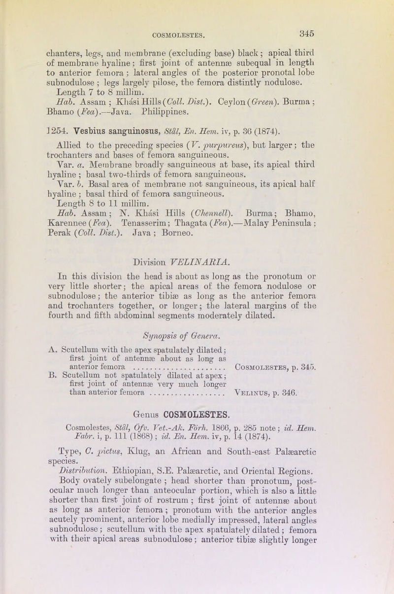 COSMO LESTJiS. chanters, legs, and membrane (excluding base) black; apical third of membrane hyaline: first joint of antennae subequal in length to anterior femora ; lateral angles of the posterior pronotal lobe subnodulose ; legs largely pilose, the femora distintly nodulose. Length 7 to 8 millim. Hah. Assam; Khdsi Hills {Coll. Dist.). Ceylon (Gbreen). Burma ; Bbamo (Feci).—Java. Philippines. 1254. Vesbius sanguinosus, StSl, En. Hem. iv, p. 30 (1874). Allied to the preceding species ( V. purpureus), but larger; the trochanters and bases of femora sanguineous. Var. a. Membrane broadly sanguineous at base, its apical third hyaline ; basal two-thirds of femora sanguineous. Yar. h. Basal area of membrane not sanguineous, its apical half hyaline ; basal third of femora sanguineous. Length 8 to 11 millim. Hub. Assam; N. Khasi Hills (Ohennell). Burma; Bhamo, Karennee (Fea). Tenasserim; Thagata (Fen).—Malay Peninsula ; Perak (Coll. Dist.). Java ; Borneo. Division VELINARIA. In this division the head is about as long as the pronotum or very little shorter; the apical areas of the femora nodulose or subnodulose; the anterior tibiae as long as the anterior femora and trochanters together, or longer; the lateral margins of the fourth and fifth abdominal segments moderately dilated. Synopsis of Genera. A. Scutellum with the apex spatulately dilated; first joint of antennae about as long as anterior femora Cosmoeestes, p. 345. B. Scutellum not spatulately dilated at apex; first joint of antennae very much longer than anterior femora Velinus, p. 346. Genus C0SM0LESTES. Cosmolestes, StSl, Ofv. Vet.-Ak. Fork. I860, p. 285 note; id. Hem. Fabr. i, p. Ill (1868); id. En. Hem. iv, p. 14 (1874). Type, C. pictus, Ivlug, an African and South-east Palmarctic species. Distribution. Ethiopian, S.E. Palaearctic, and Oriental Regions. Body ovately subelongate ; head shorter than pronotum, post- ocular much longer than anteocular portion, which is also a little shorter than first joint of rostrum; first joint of antennae about as long as anterior femora; pronotum with the anterior angles acutely prominent, anterior lobe medially impressed, lateral angles subnodulose; scutellum with the apex spatulately dilated; femora with their apical areas subnodulose; anterior tibiae slightly longer