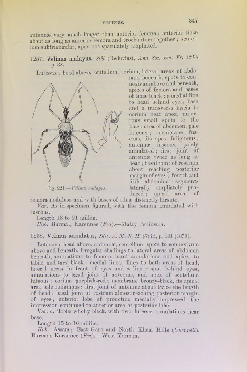 antennsc very much longer than anterior femora; anterioi tibia, about as long as anterior femora and trochanters together ; scutel- lum subtriangular, apex not spatulately aitipliated. 1257. Velinus malayus, St&l (Reduvius), Ann. Soc. Ent. Fr. 18(>->, p. 38. Luteous ; head above, scutellnm, corium, lateral areas of abdo- men beneath, spots to con- nexivumabove and beneath, apices of femora and bases of tibia; black ; a medial line to head behind eyes, base and a transverse fascia to corium near apex, nume- rous small spots to the black area of abdomen, pale luteous ; membrane fus- cous, its apex fuliginous; antennae fuscous, palely annulated; first joint of antennae twice as long as head; basal joint of rostrum about reaching posterior margin of eyes ; fourth and fifth abdominal segments laterally ampliately pro- duced ; apical areas of femora nodulose and with bases of tibiae distinctly hirsute. Var. As in specimen figured, with the femora annulated with fuscous. Length 18 to 21 millim. Hub. Burma ; Karennee (Fea).—Malay Peninsula. 1258. Velinus annulatus, Dist. A. M. N. If. (5) iii, p. 131 (1879). Luteous ; head above, antennae, scutellum, spots to connexivum above and beneath, irregular shadings to lateral areas of abdomen beneath, annulations to femora, basal annulations and apices to tibia), and tarsi black; medial linear lines to both areas of head, lateral areas in front of eyes and a linear spot behind eyes, annulations to basal joint of antennae, and apex of scutellum luteous ; corium purplish-red ; membrane bronzy-black, its apical area pale fuliginous: first joint of antenna; about twice the length of head ; basal joint of rostrum almost reaching posterior margin of eyes; anterior lobe of- prouotum medially impressed, the impression continued to auterior area of posterior lobe. Var. a. Tibia; wholly black, with two luteous annulations near base. Length 15 to 16 millim. Hab. Assam; East Garo and North Kluisi Hills (Cltennell). Burma; Karennee (Fea).—West Yunnan.